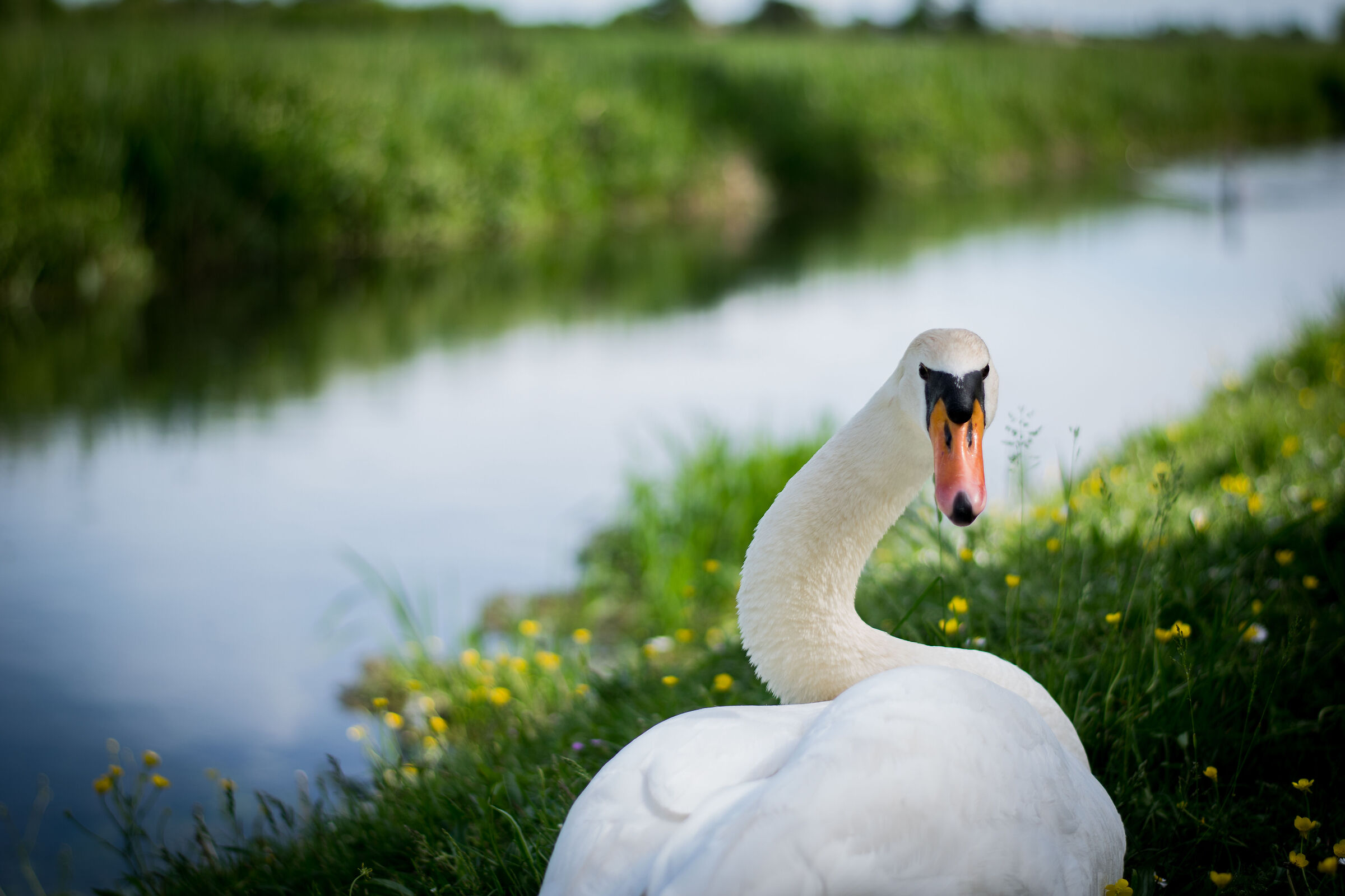 Cigno (lungo la Via Sacra di Aquileia
