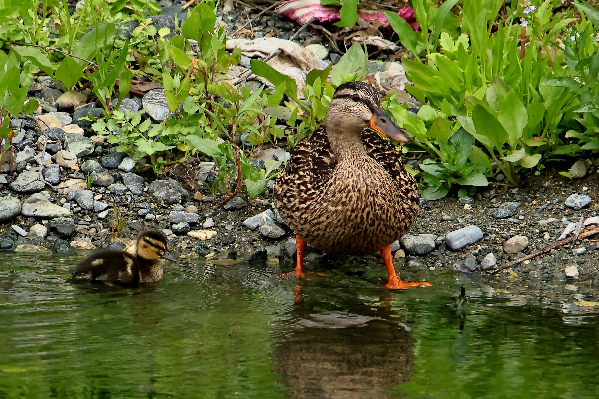 Mamma germana e il piccolo