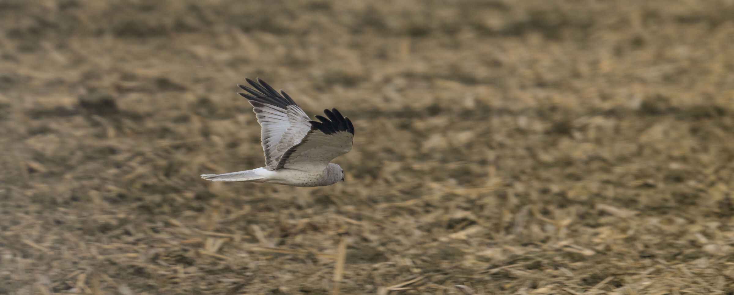 Hen Harrier male