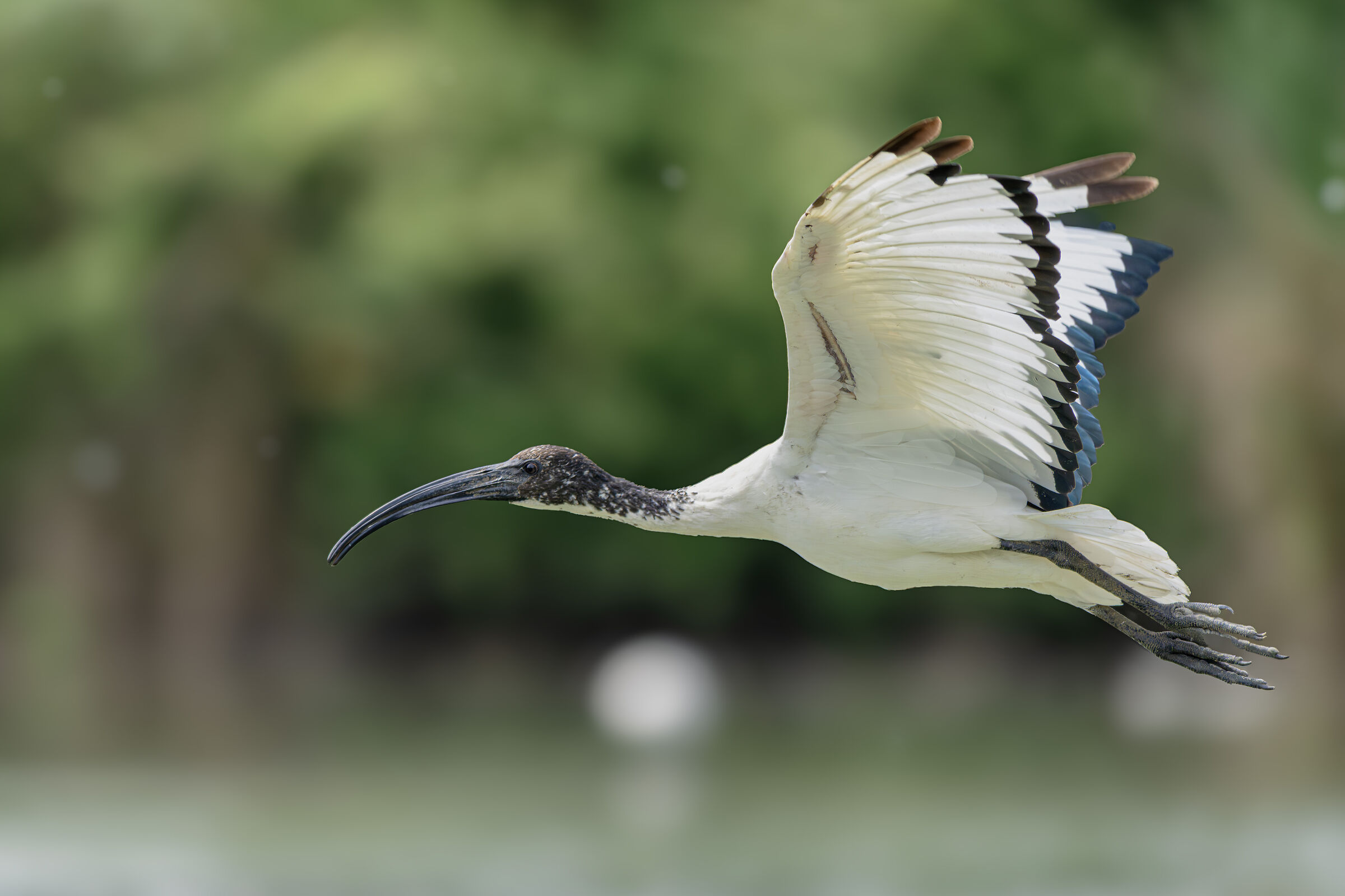 Threskiornis aethiopicus