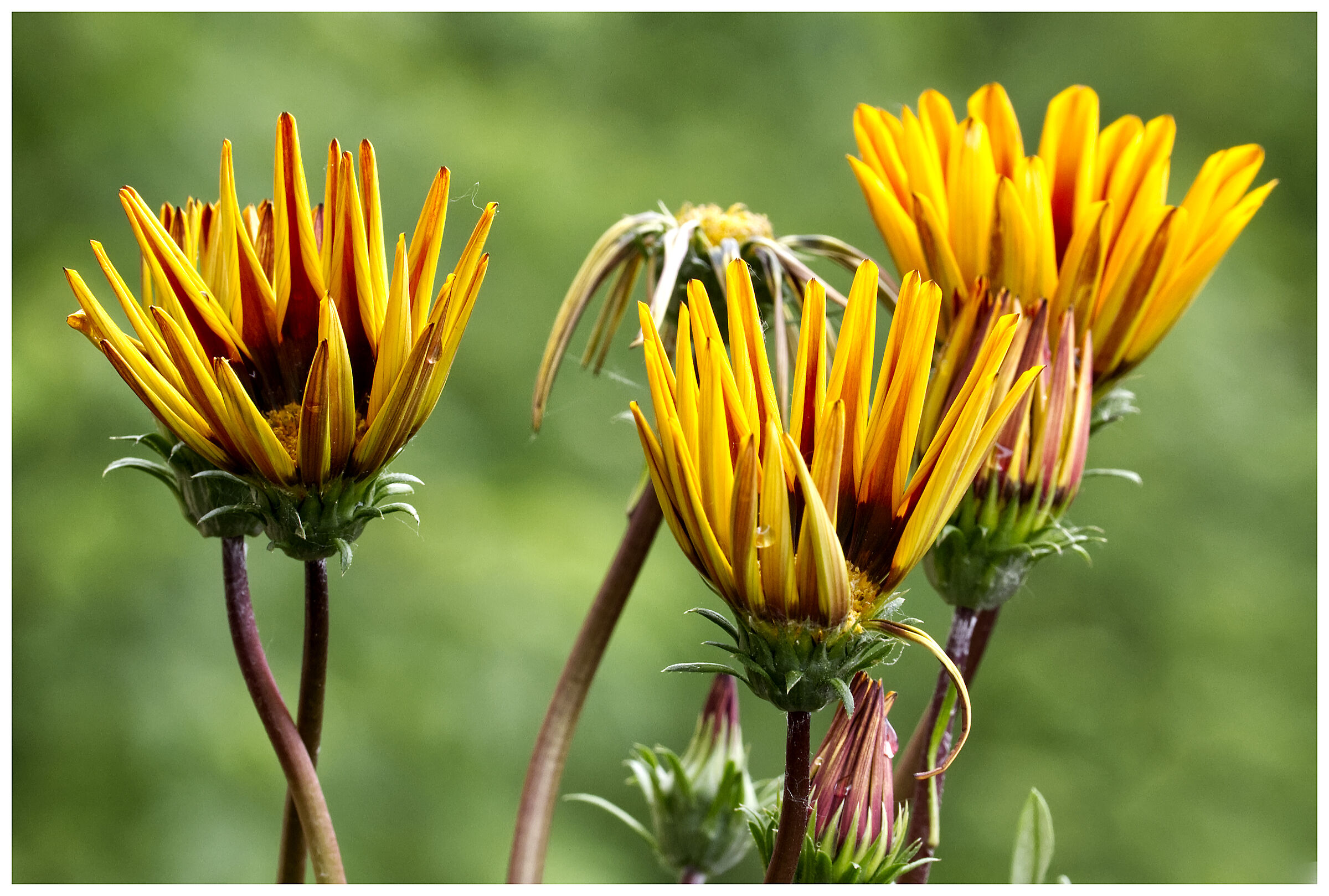 Gazania Strisciante