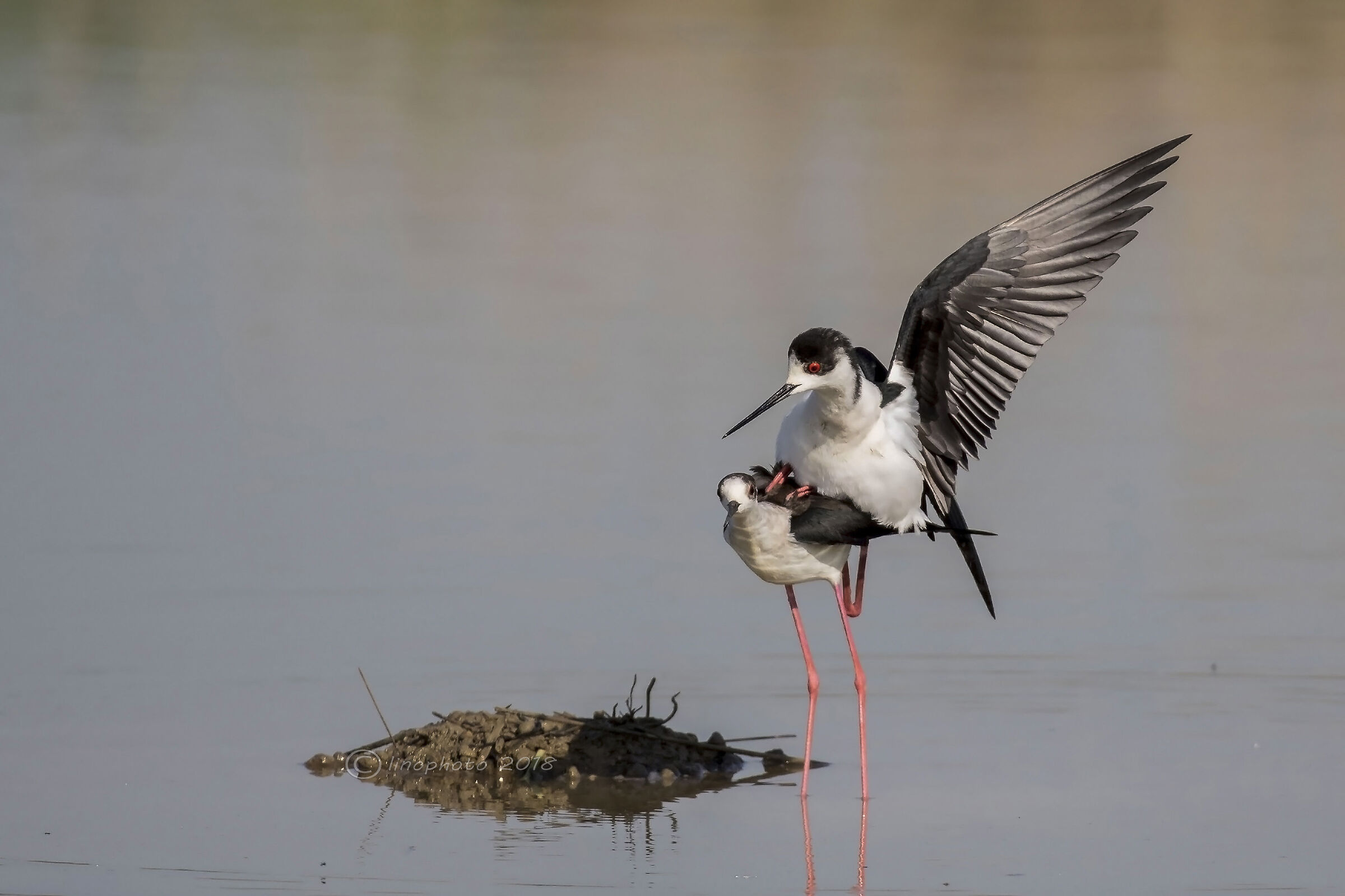 Black-winged Stilts