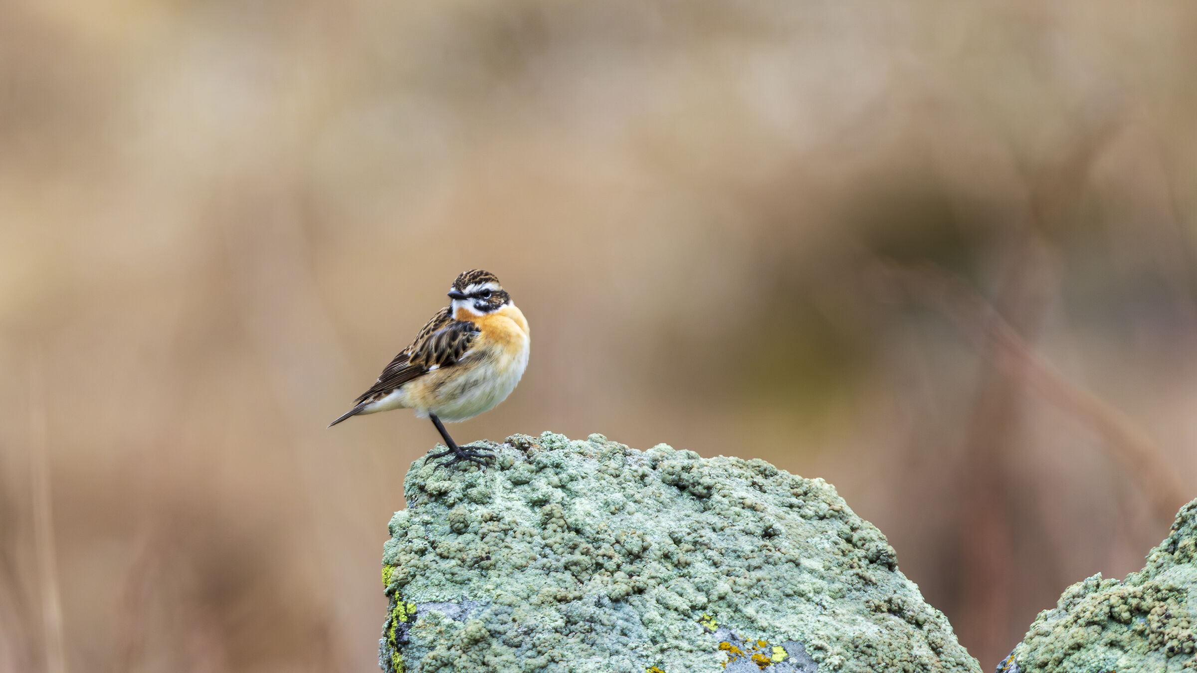 Whinchat