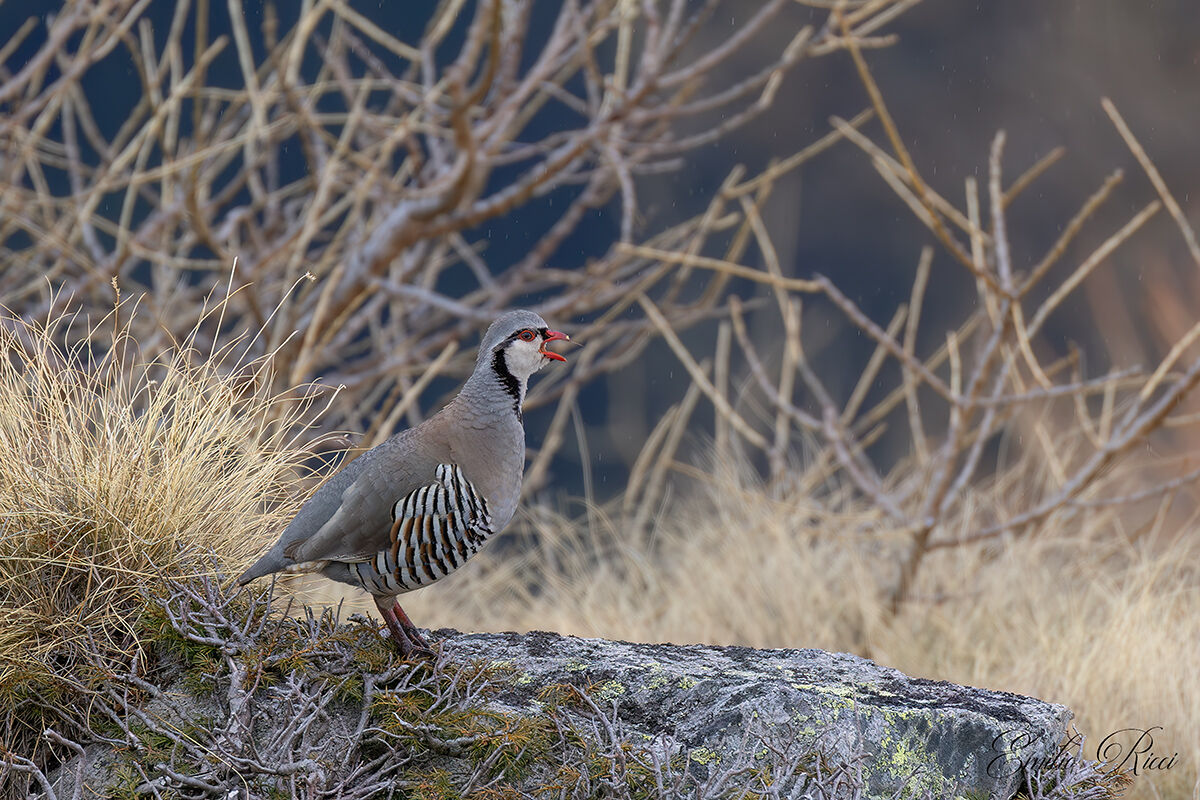 Rock partridge