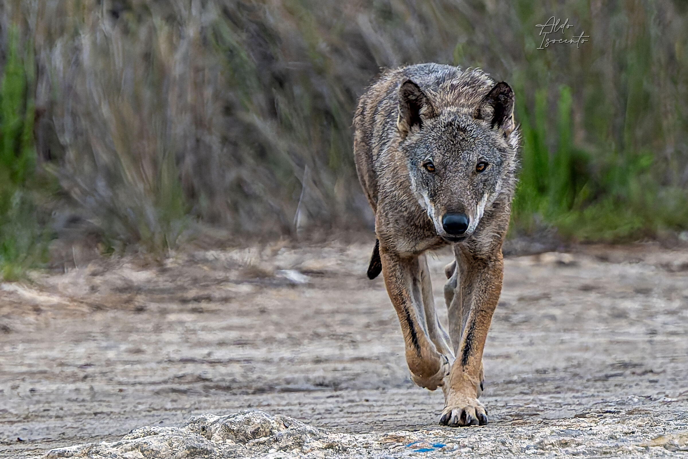 Femmina di Lupo Italico