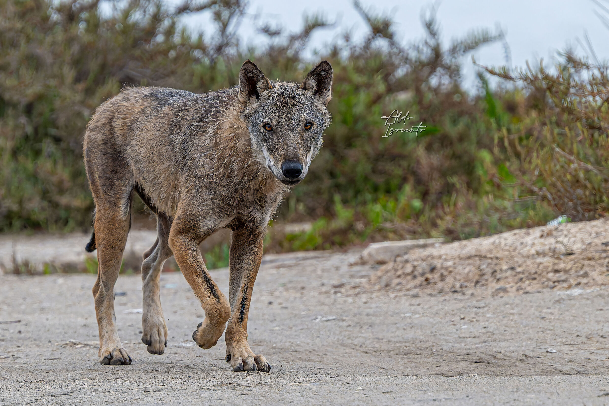 Femmina di Lupo Italico