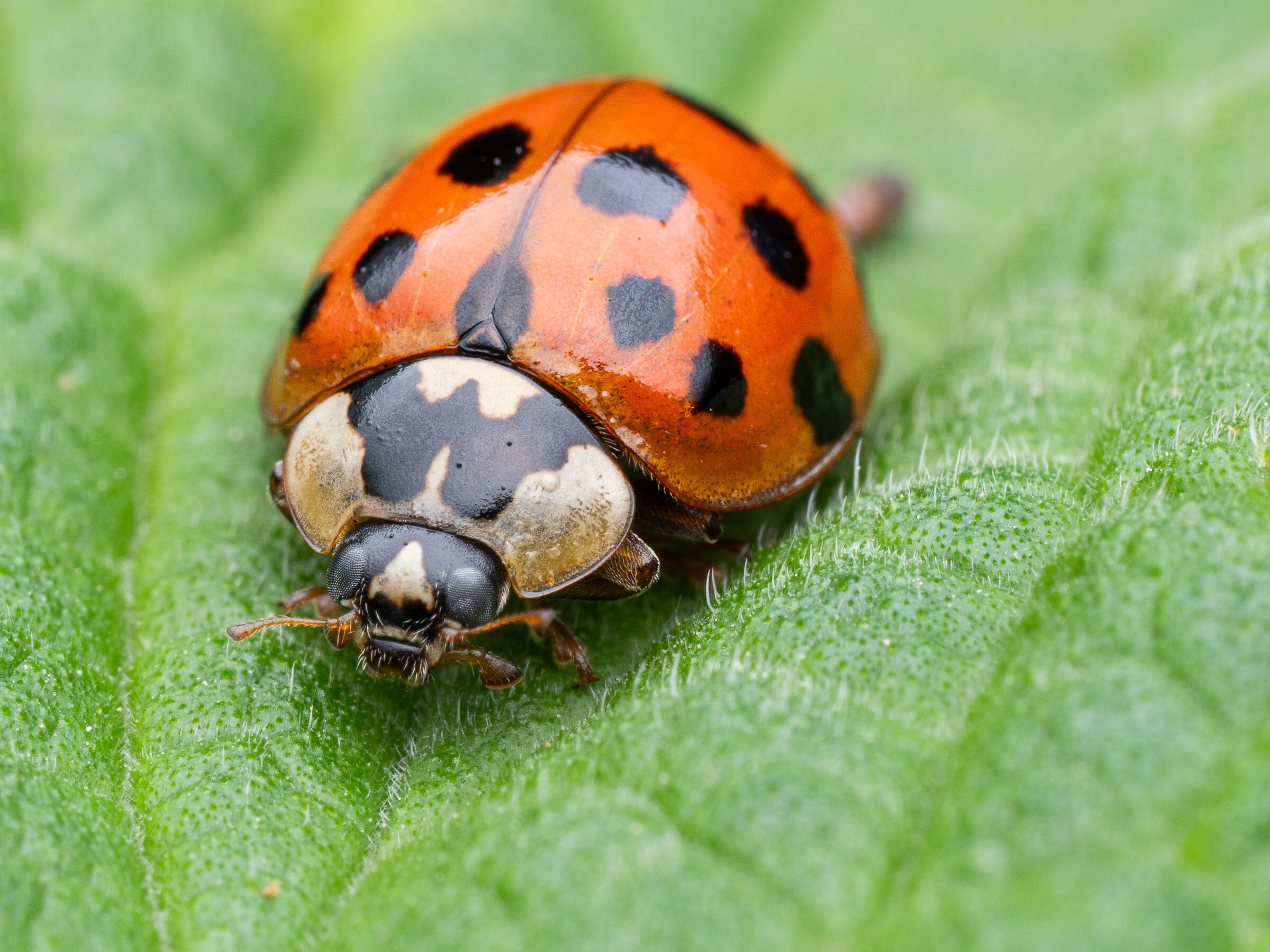 Harlequin ladybug
