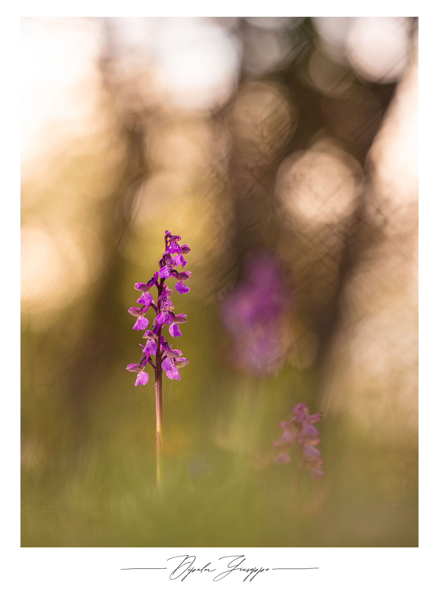 Anacamptis morio 4