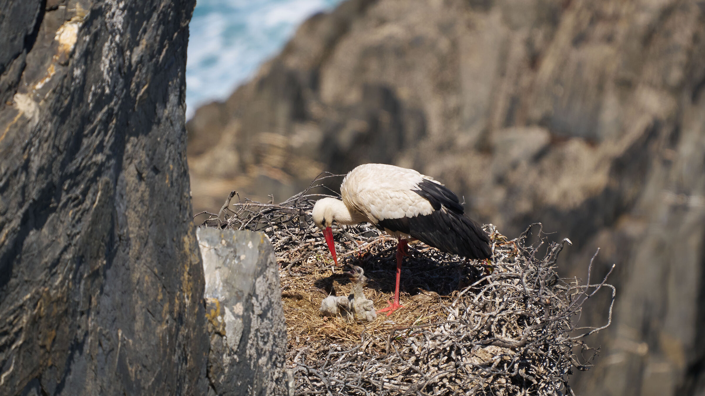 Storks (Cabo Sardao - Portugal)