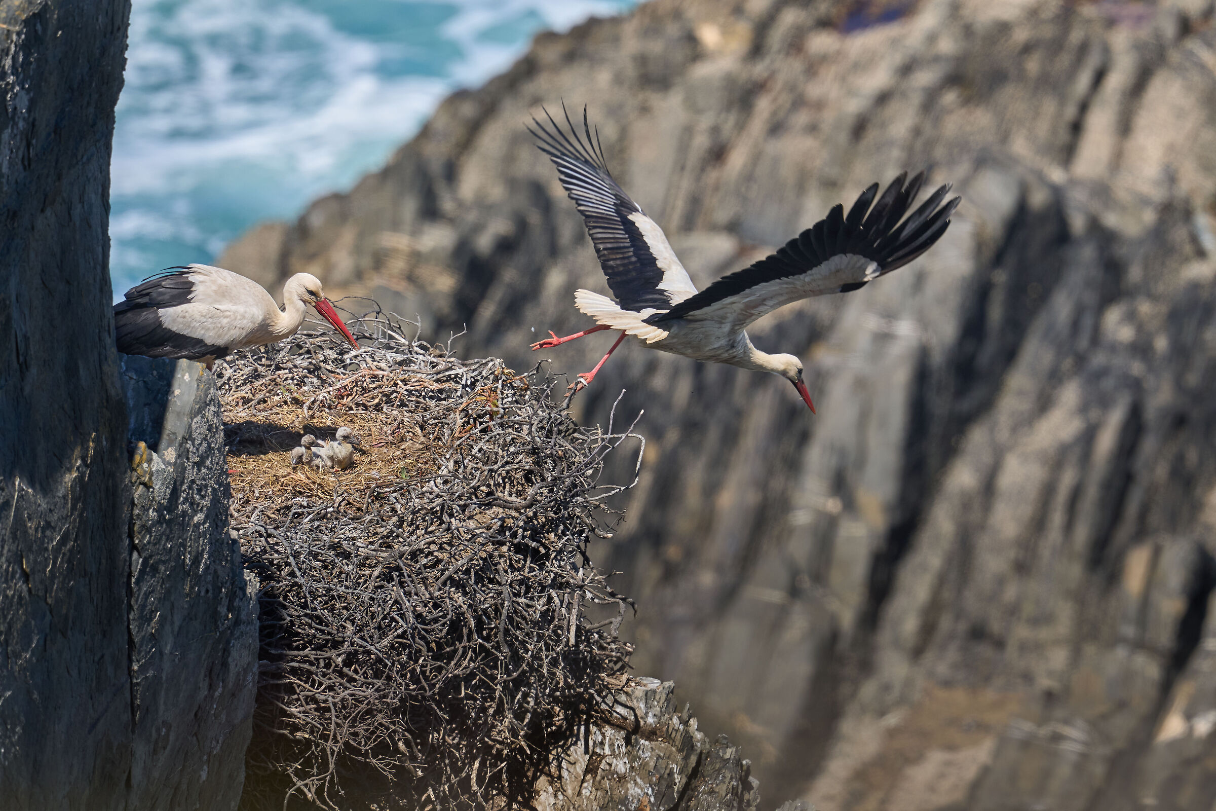 Storks (Cabo Sardao - Portugal)