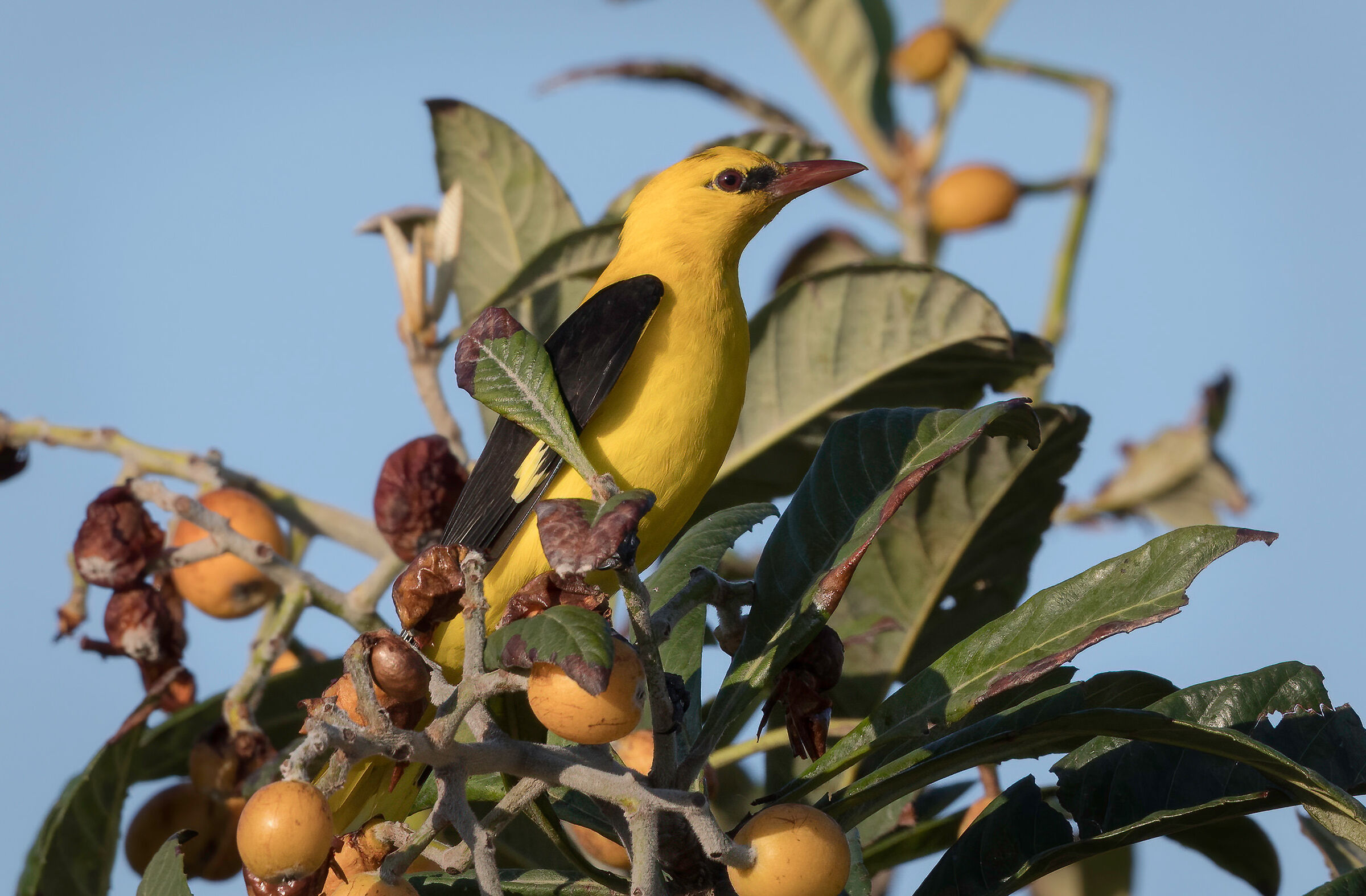 Golden oriole