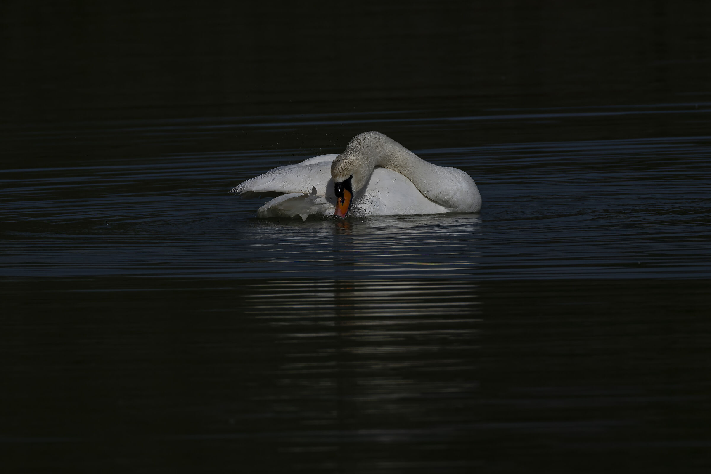 Swan