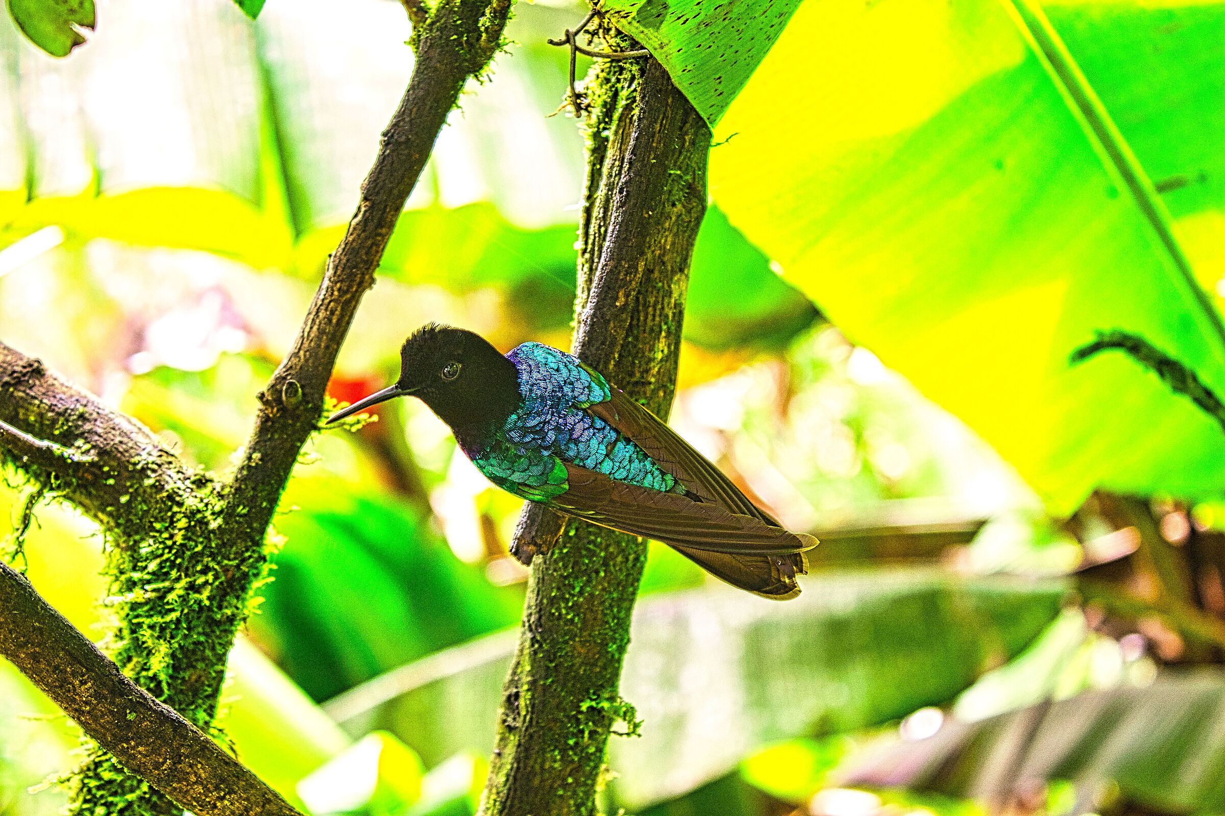 Corona de torciopelo purpurea