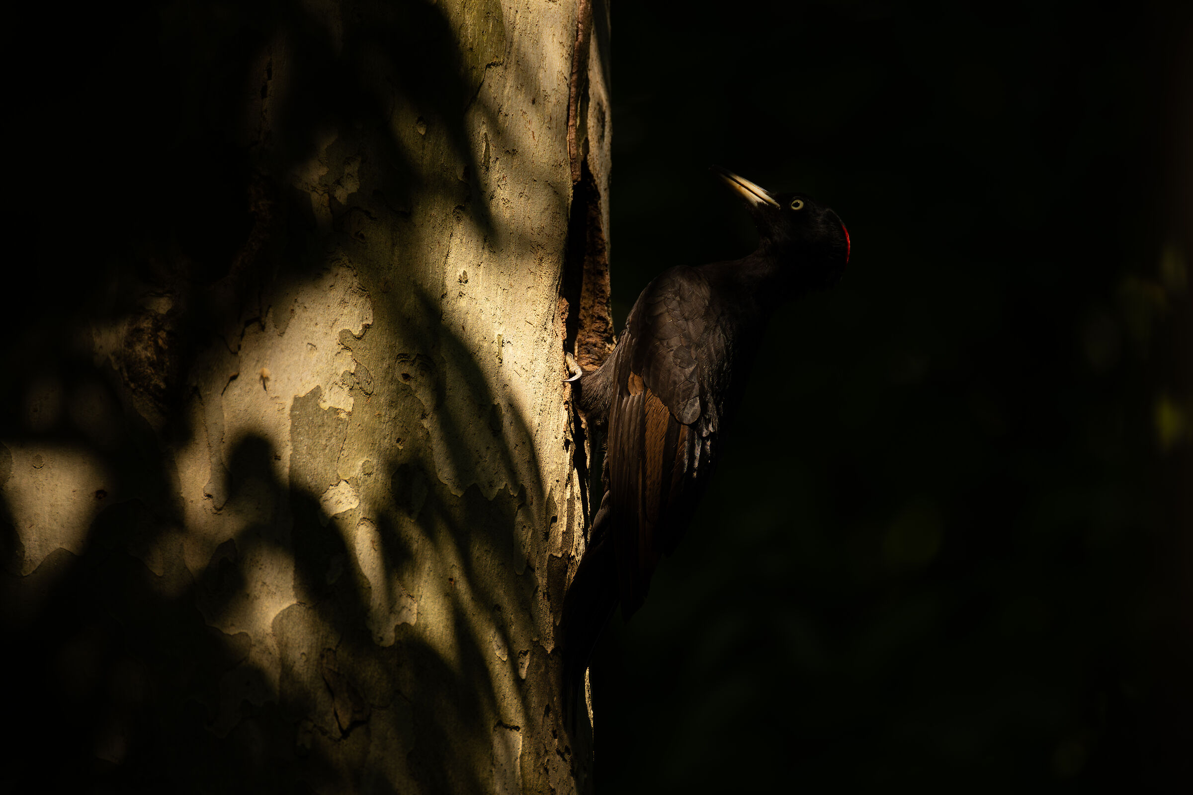 The shadows of the forest