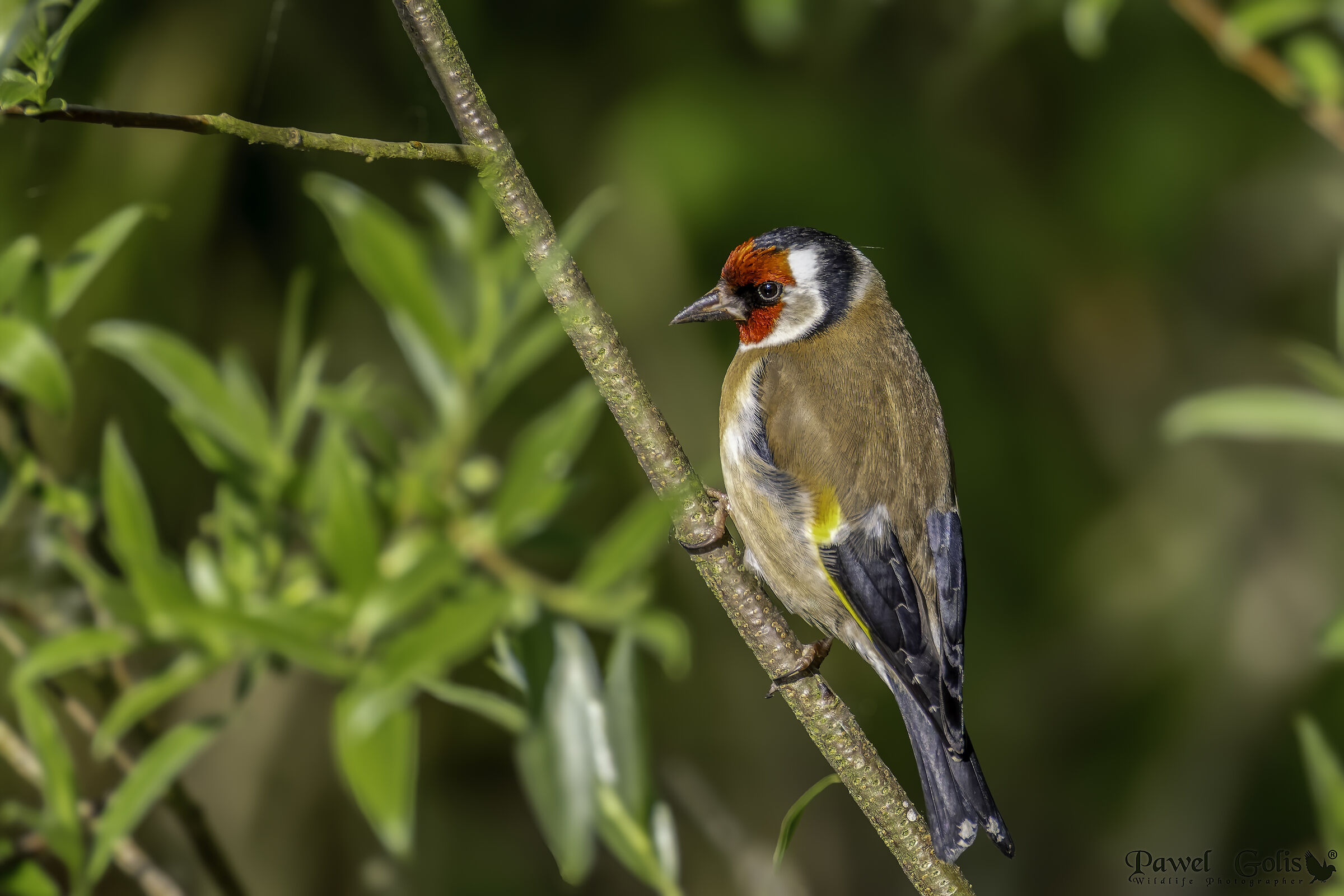 Cardellino (Carduelis carduelis)