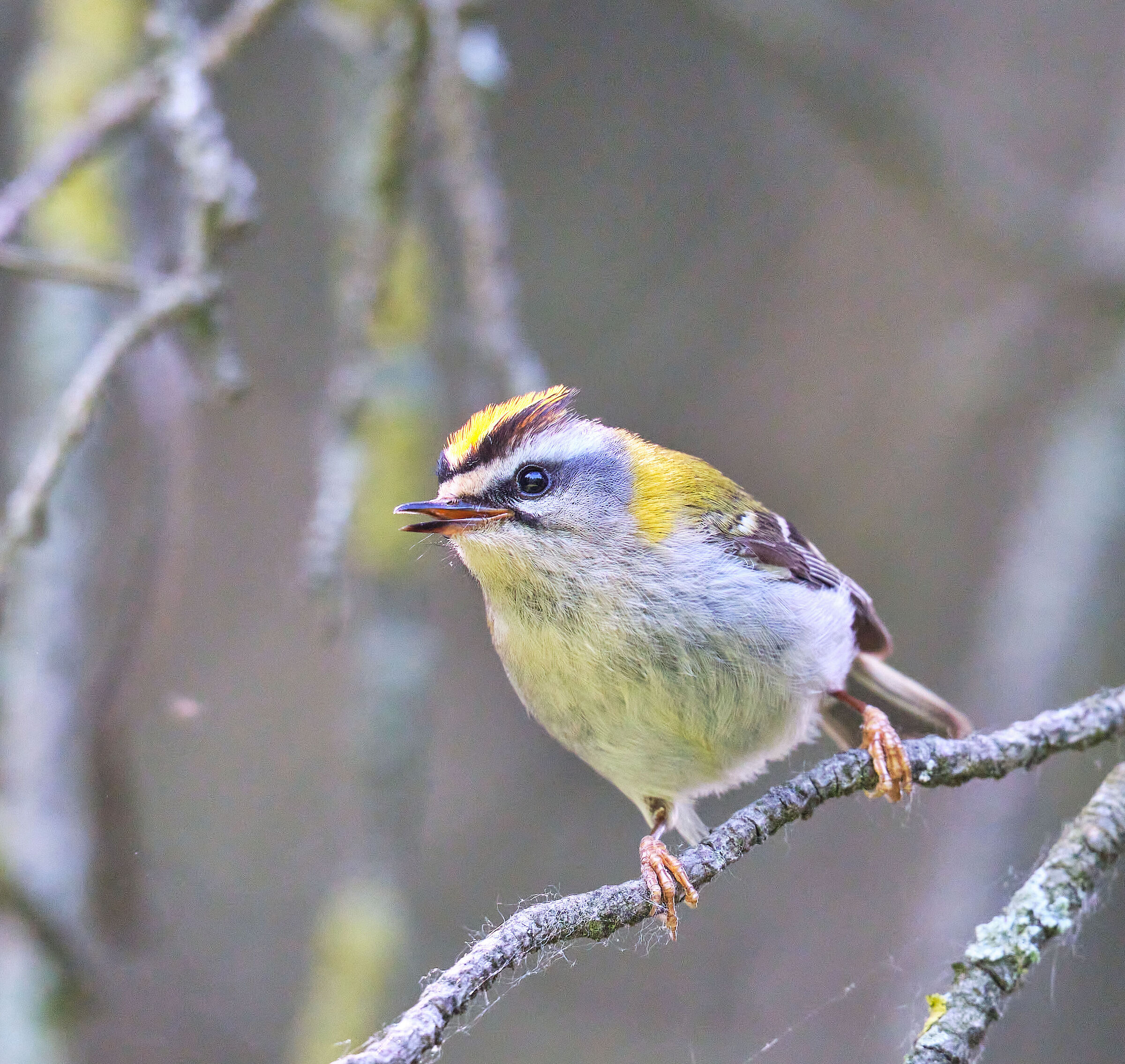 Firecrest