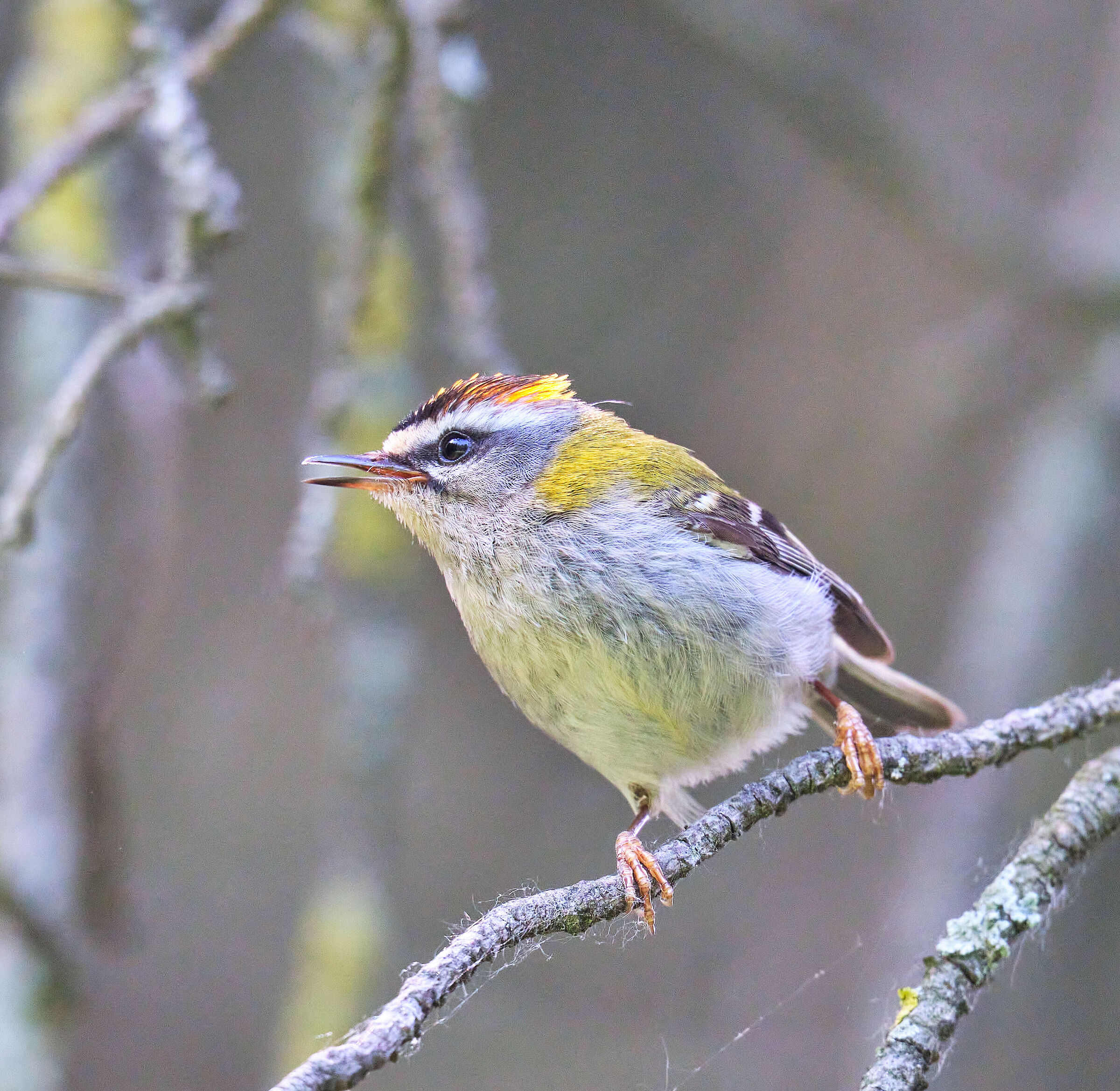 Firecrest