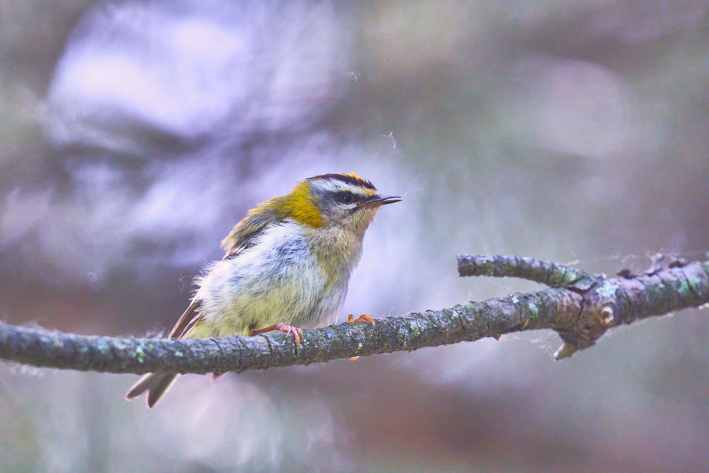 Firecrest