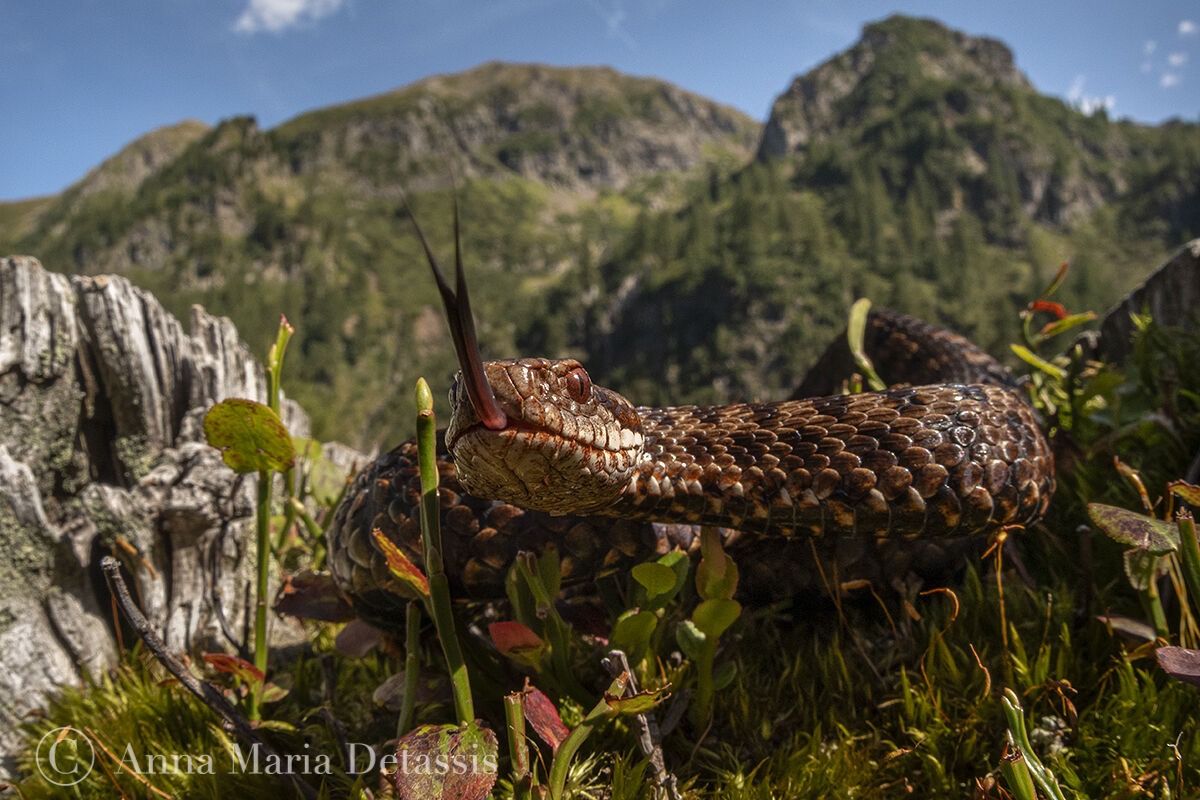 Marasso (Vipera berus)