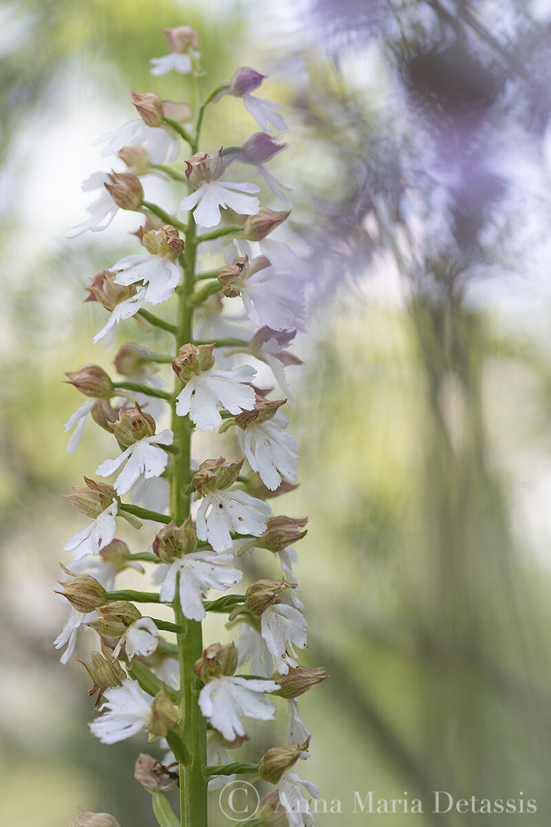 Orchis purpurea apocromatica