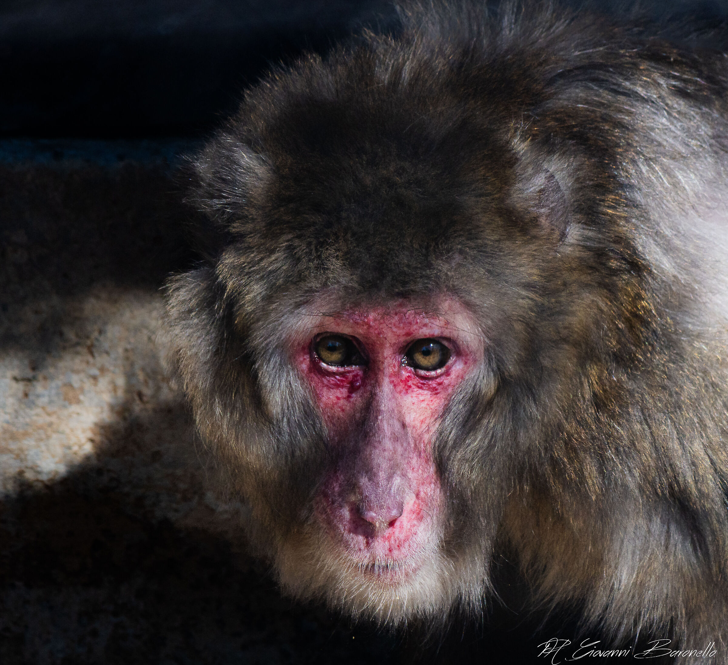 Japanese macaque