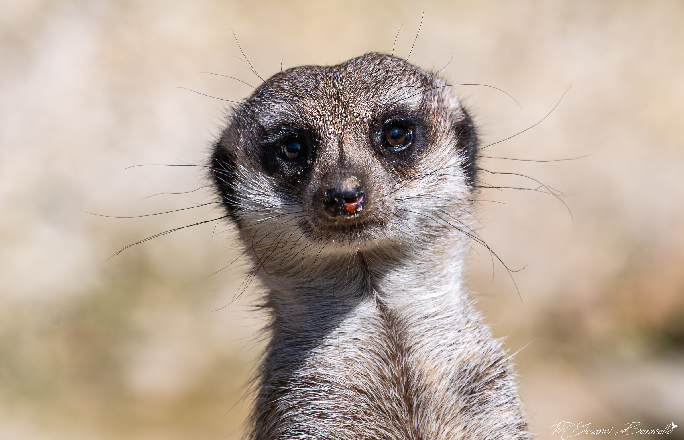 Meerkat
