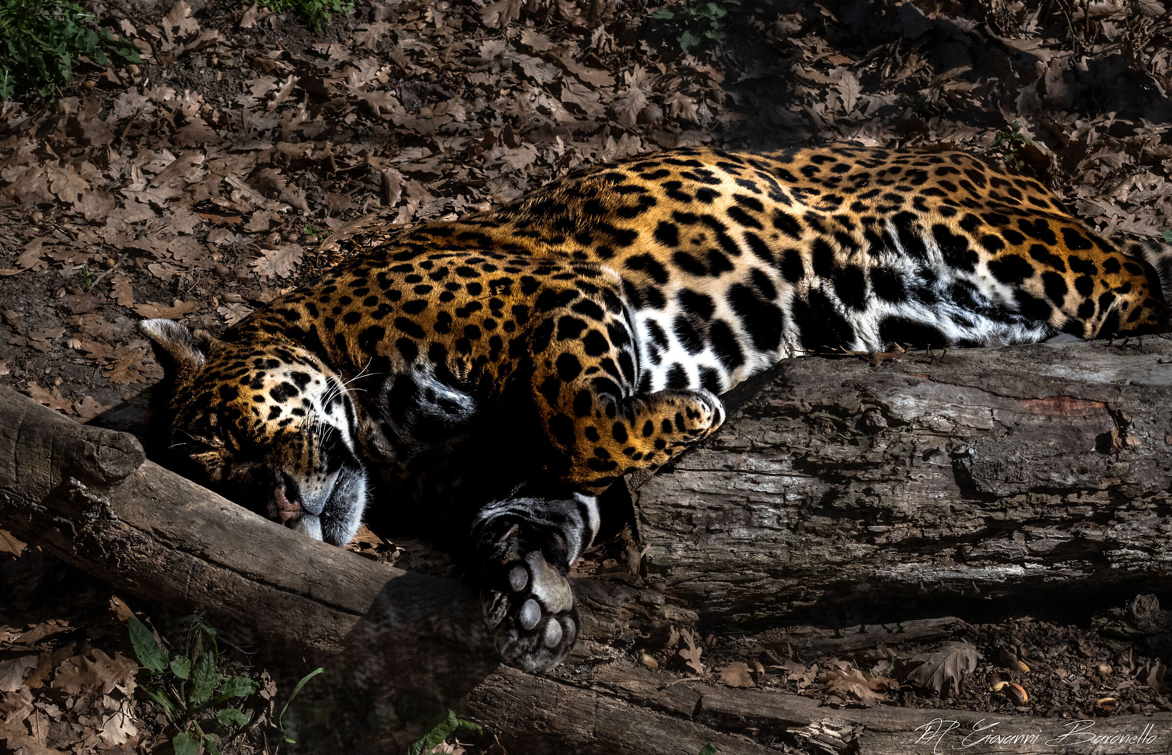 Jaguar