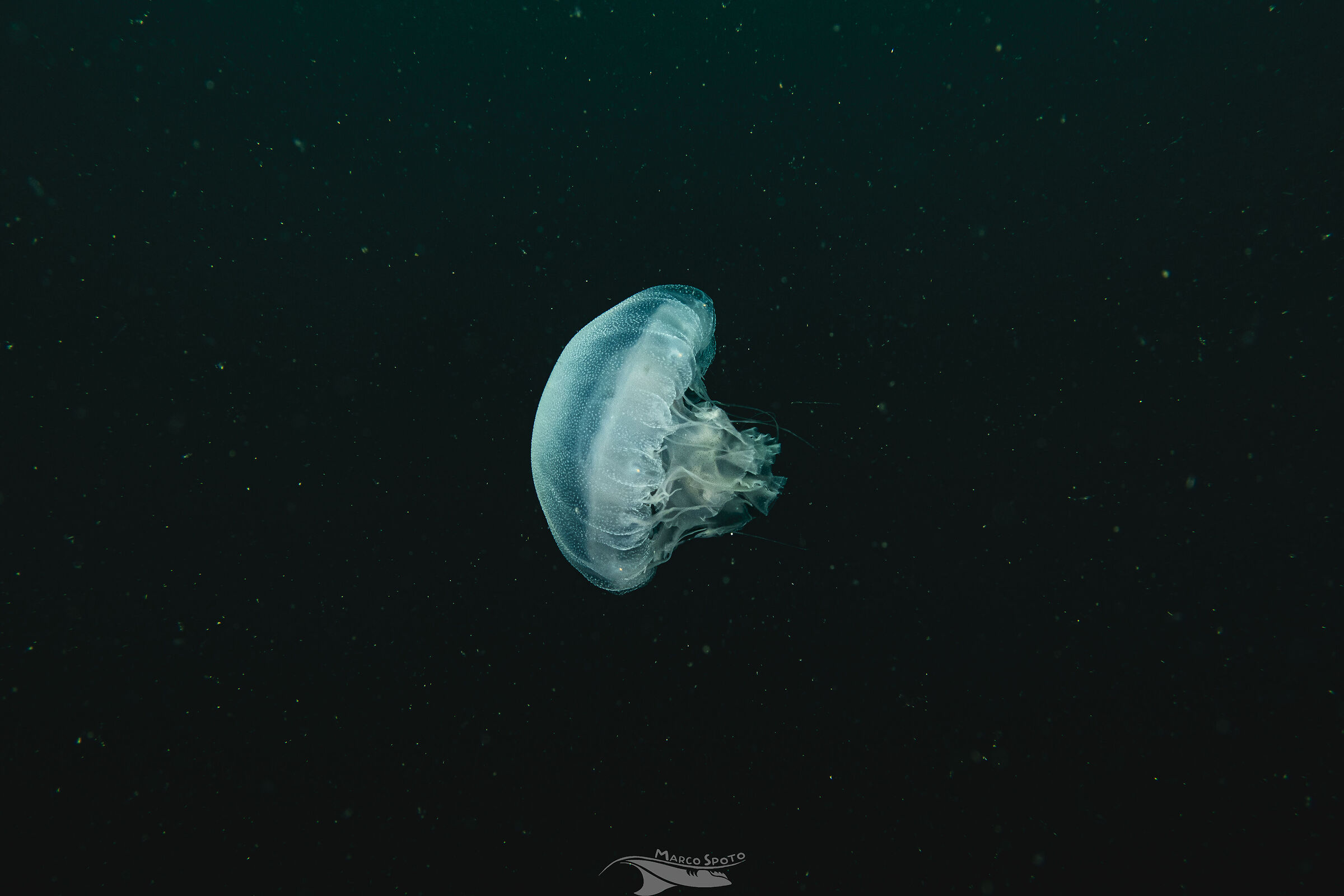 una luna in un mare stellato