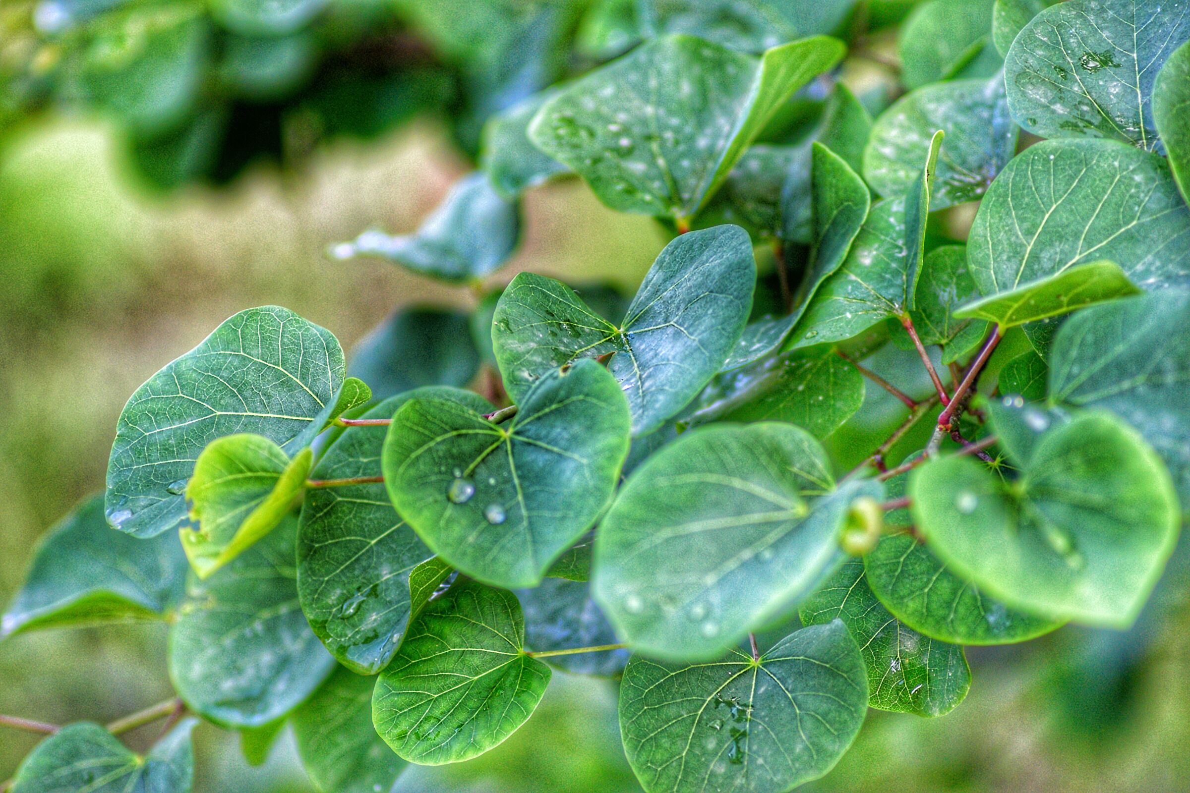 Leaf