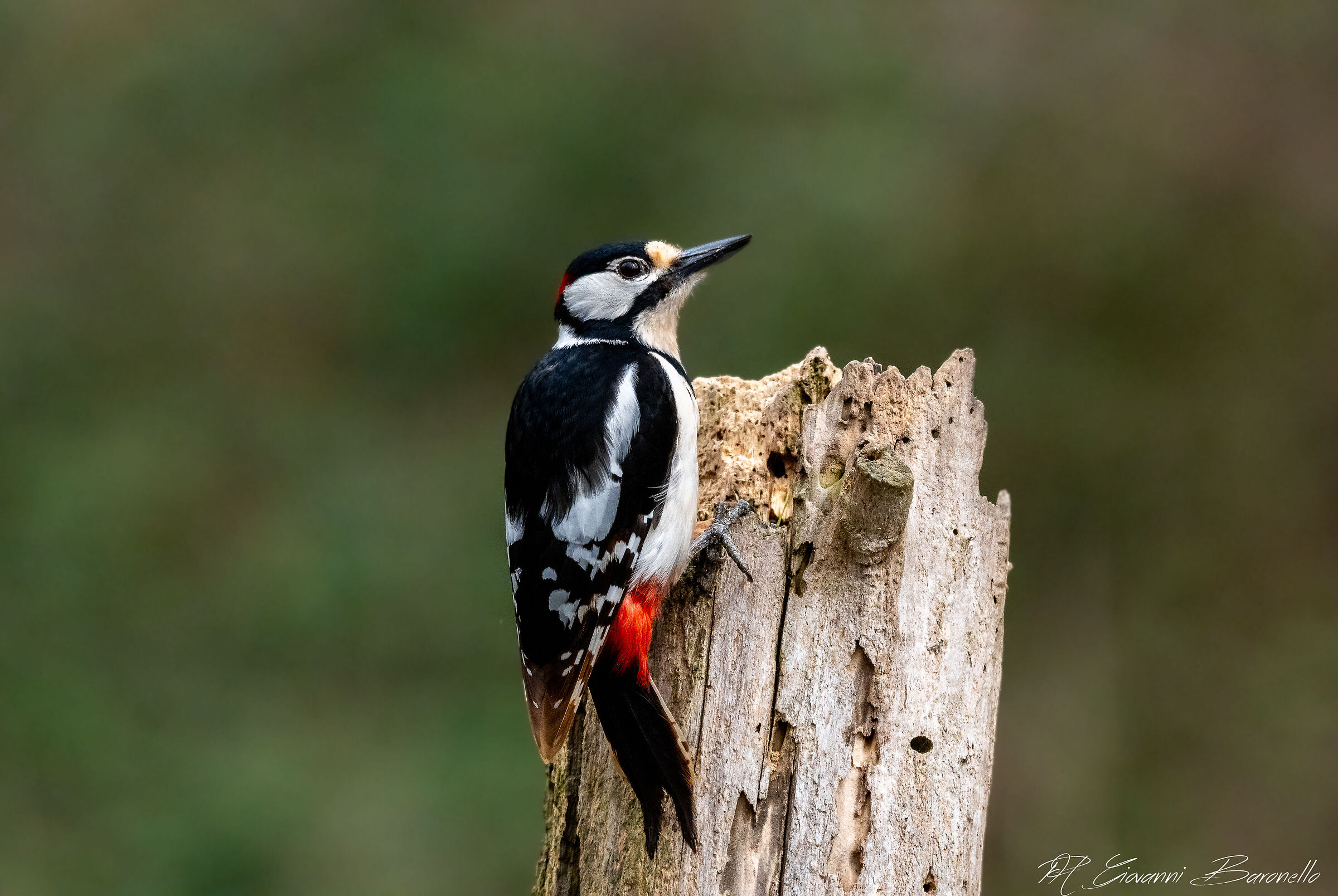Spotted Woodpecker