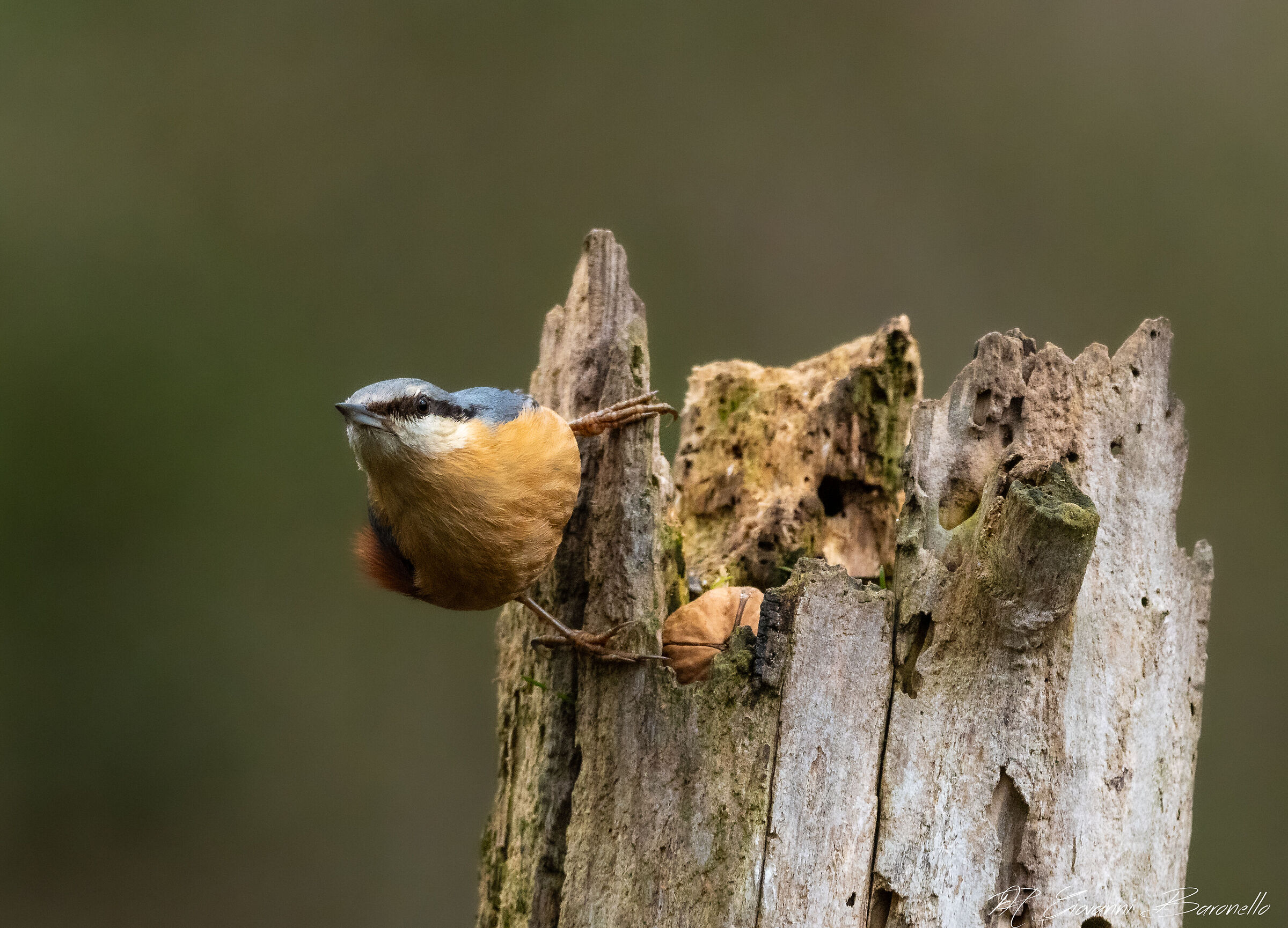 Wood nuthatch
