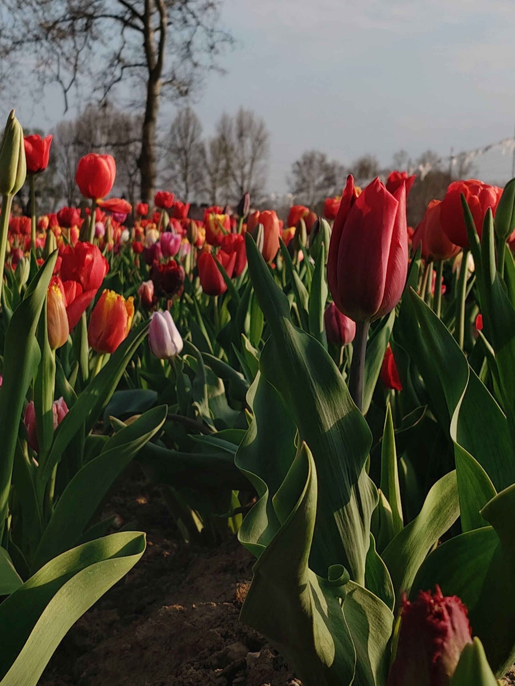Tulips