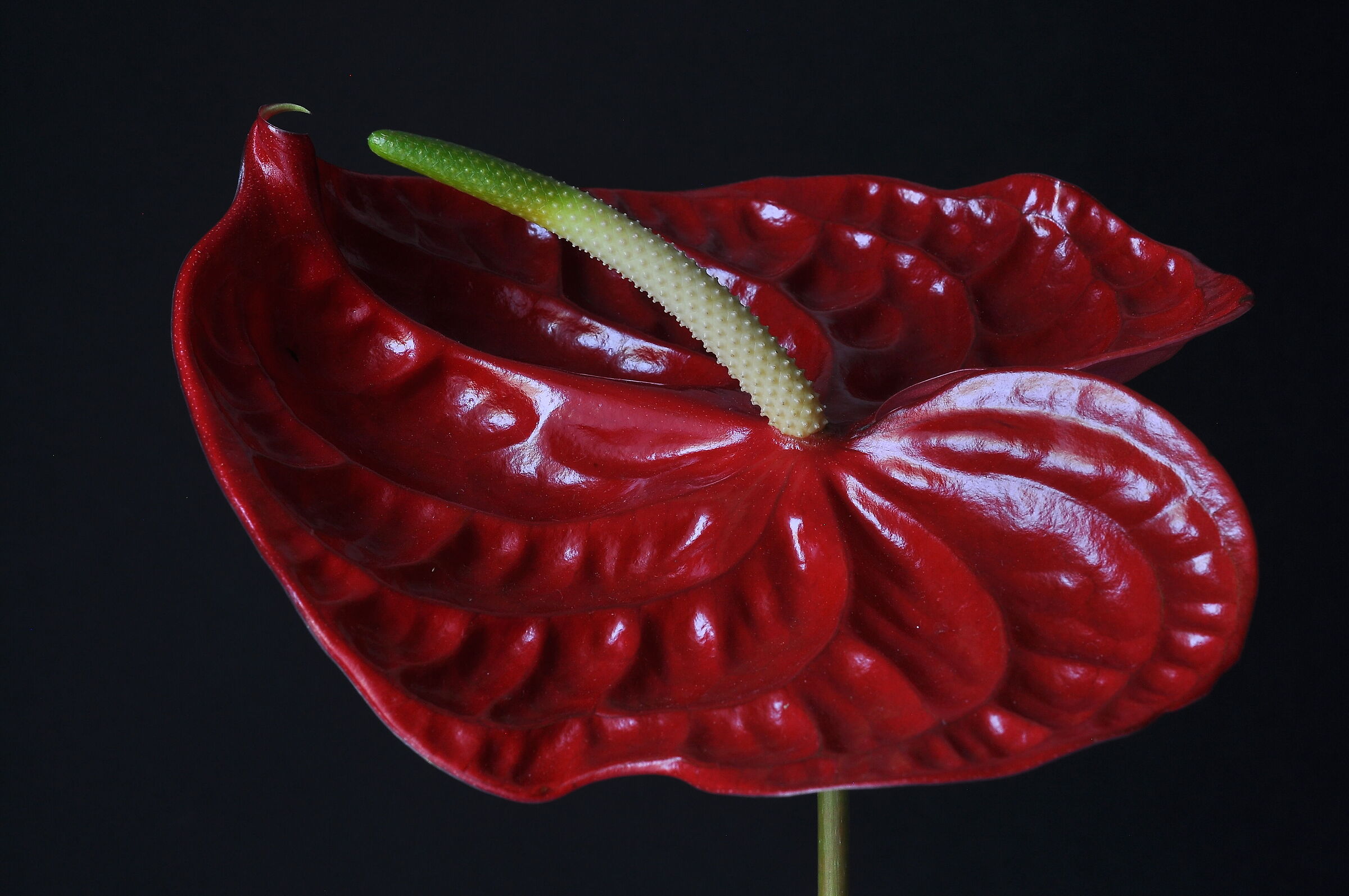 Anthurium