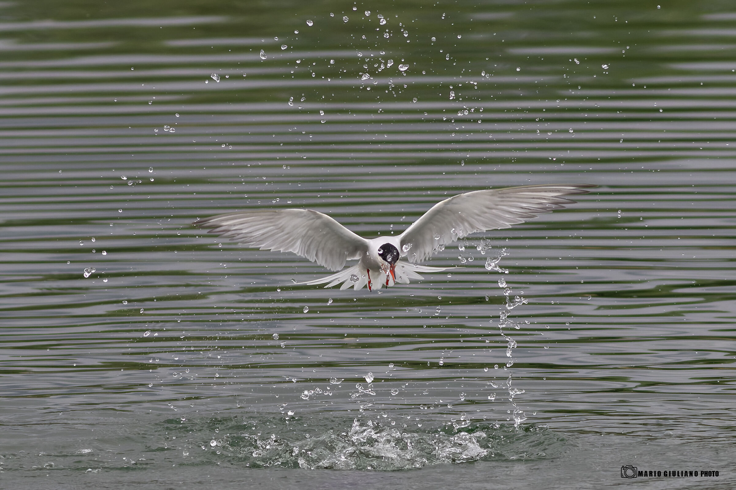 Tern and water