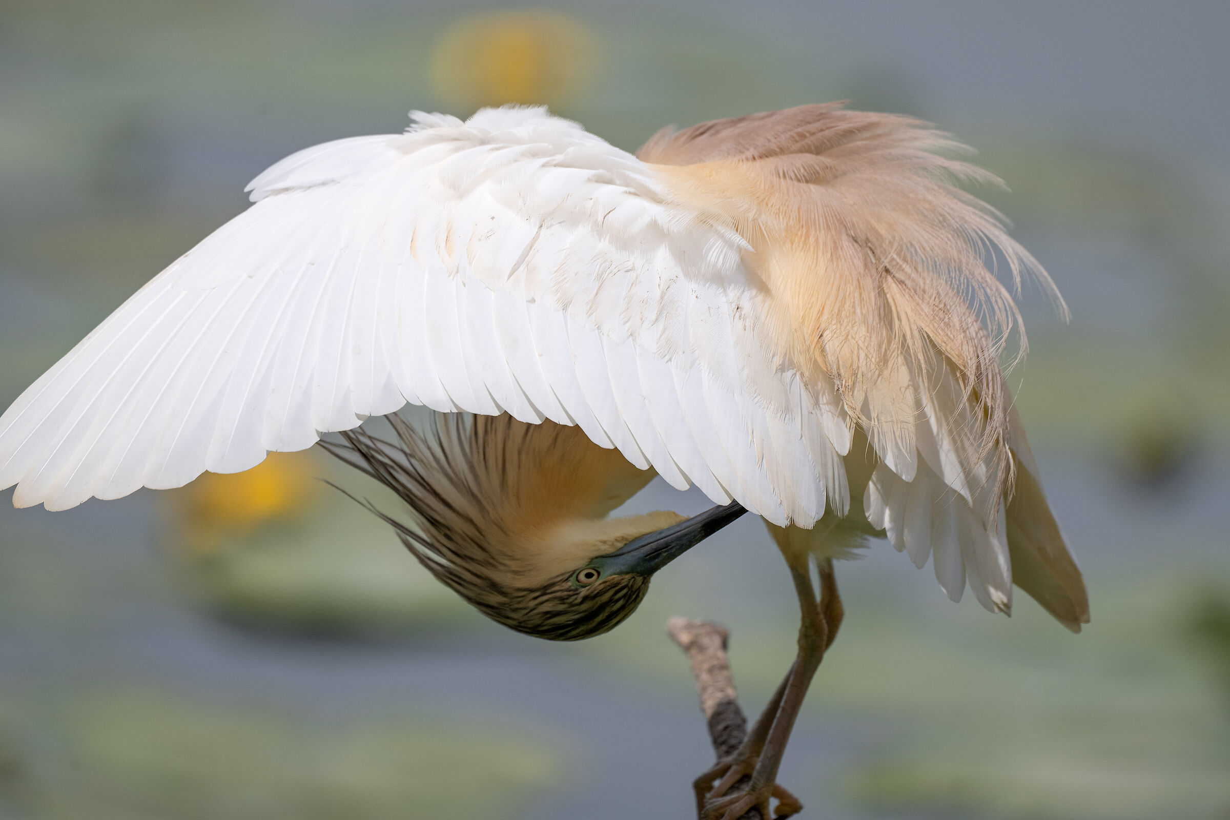 Squacco heron
