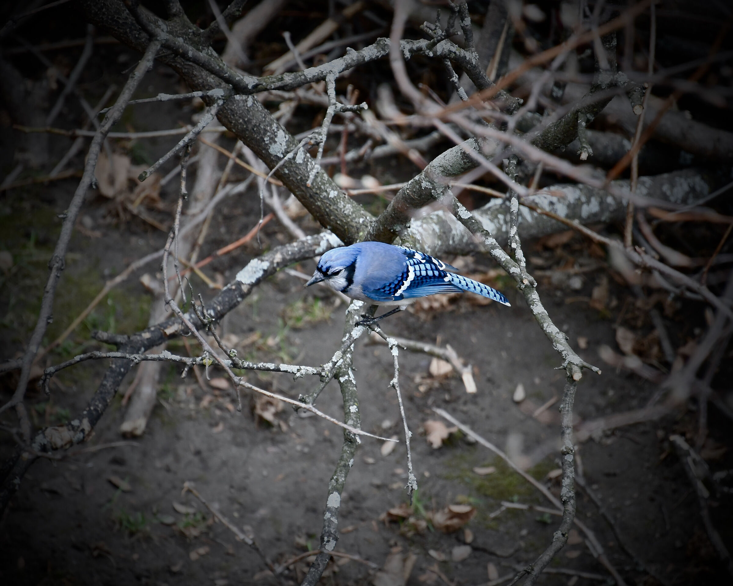 Uccello.... Cyanocitta cristata