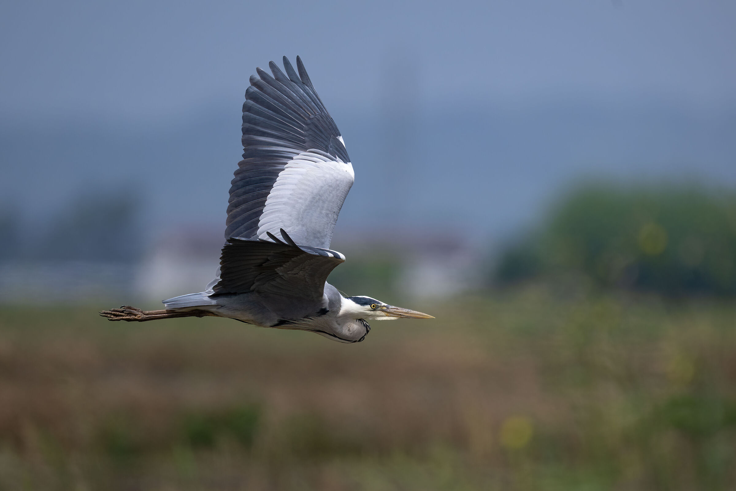 Grey heron