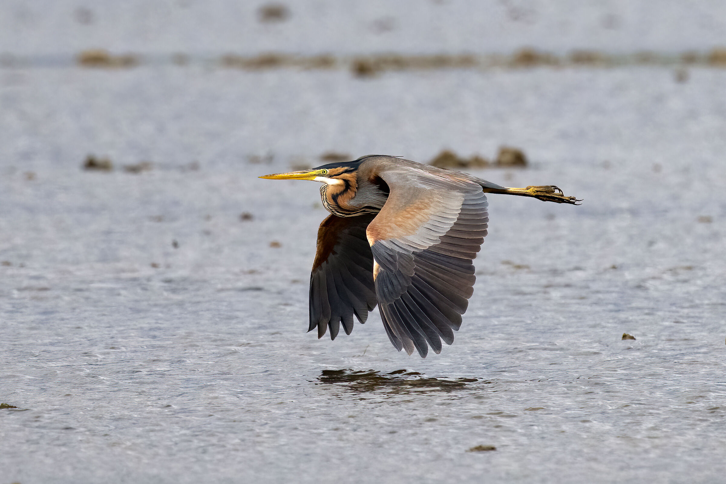 Purple heron