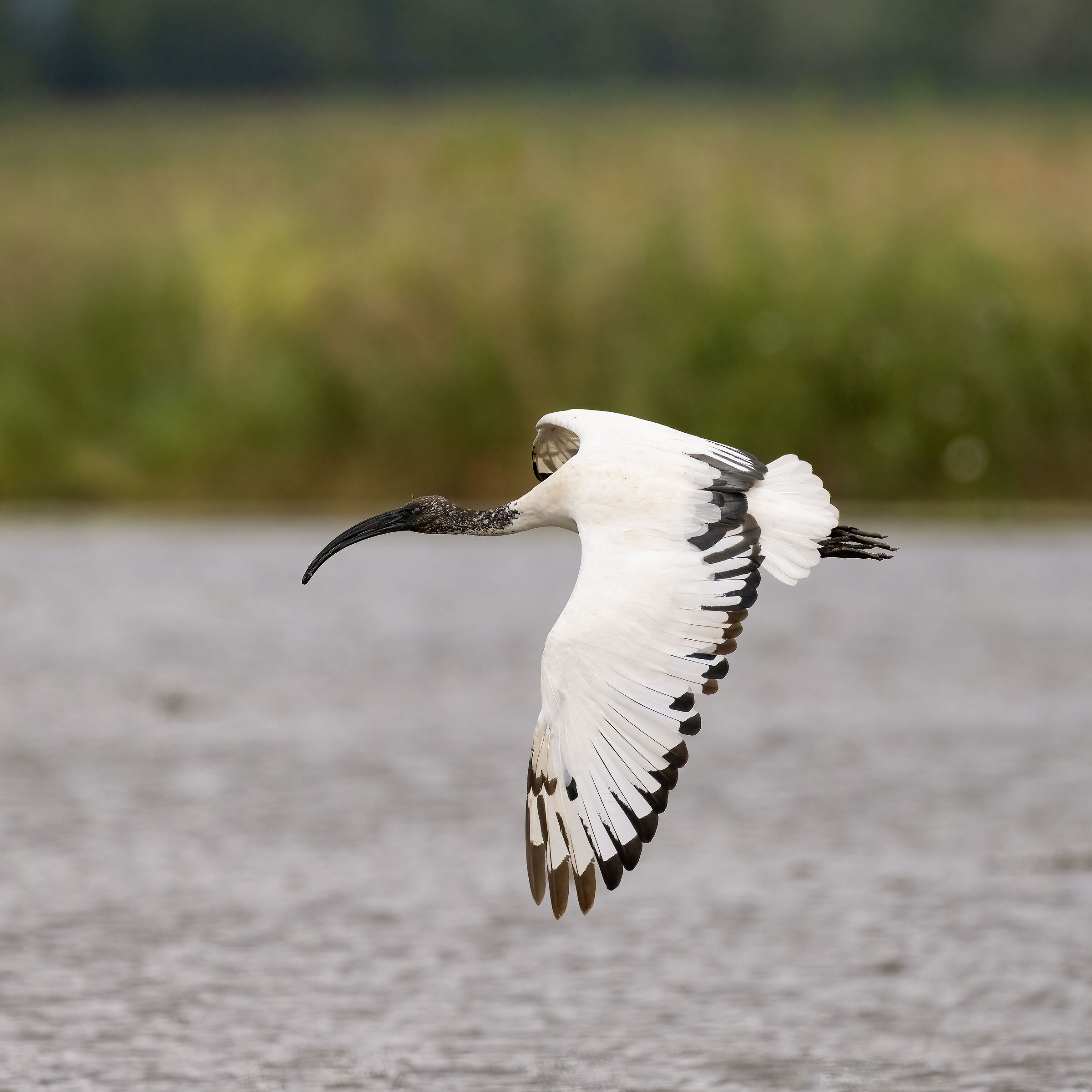 Sacred Ibis