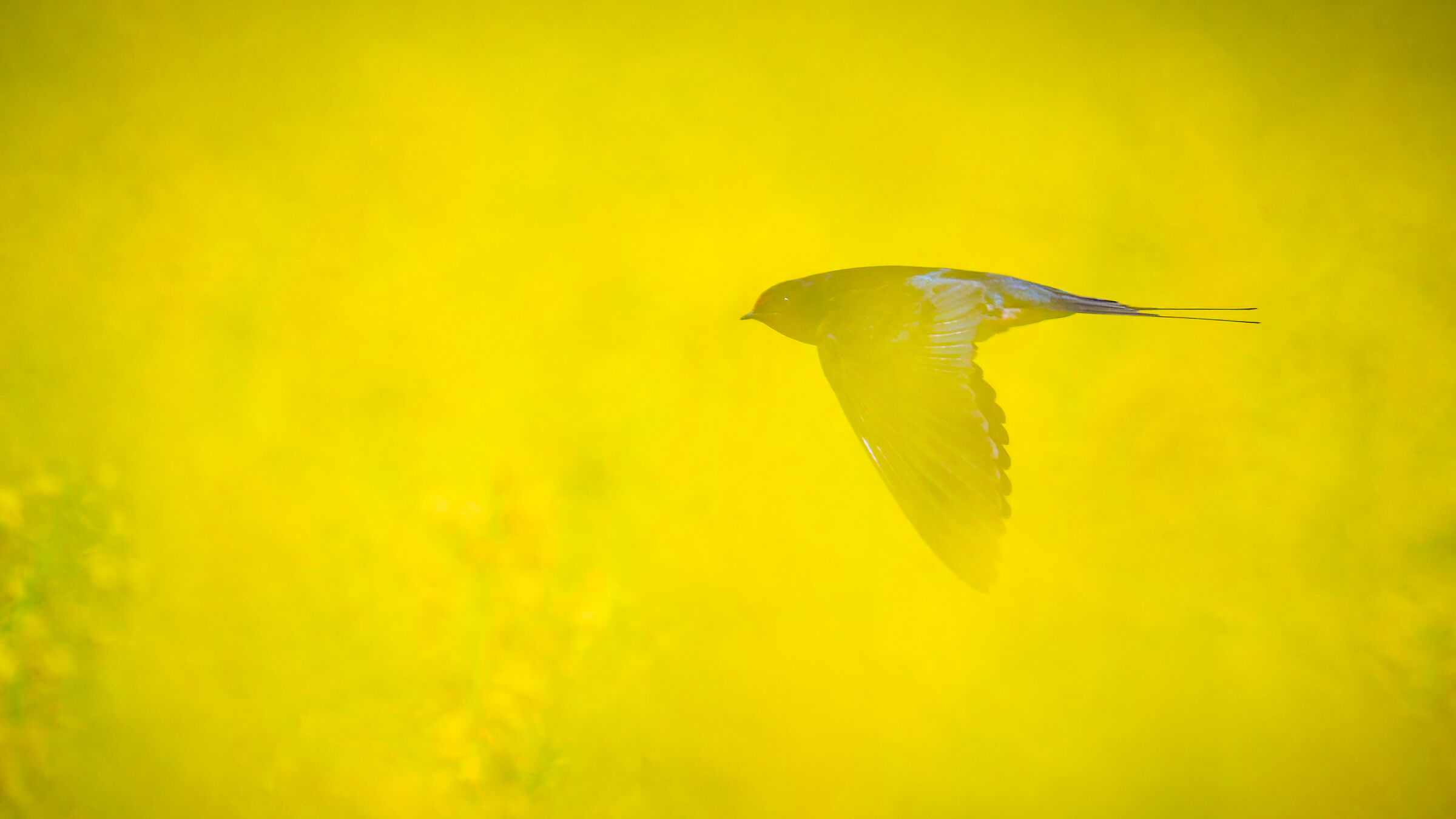 barn swallow in rapeseed field