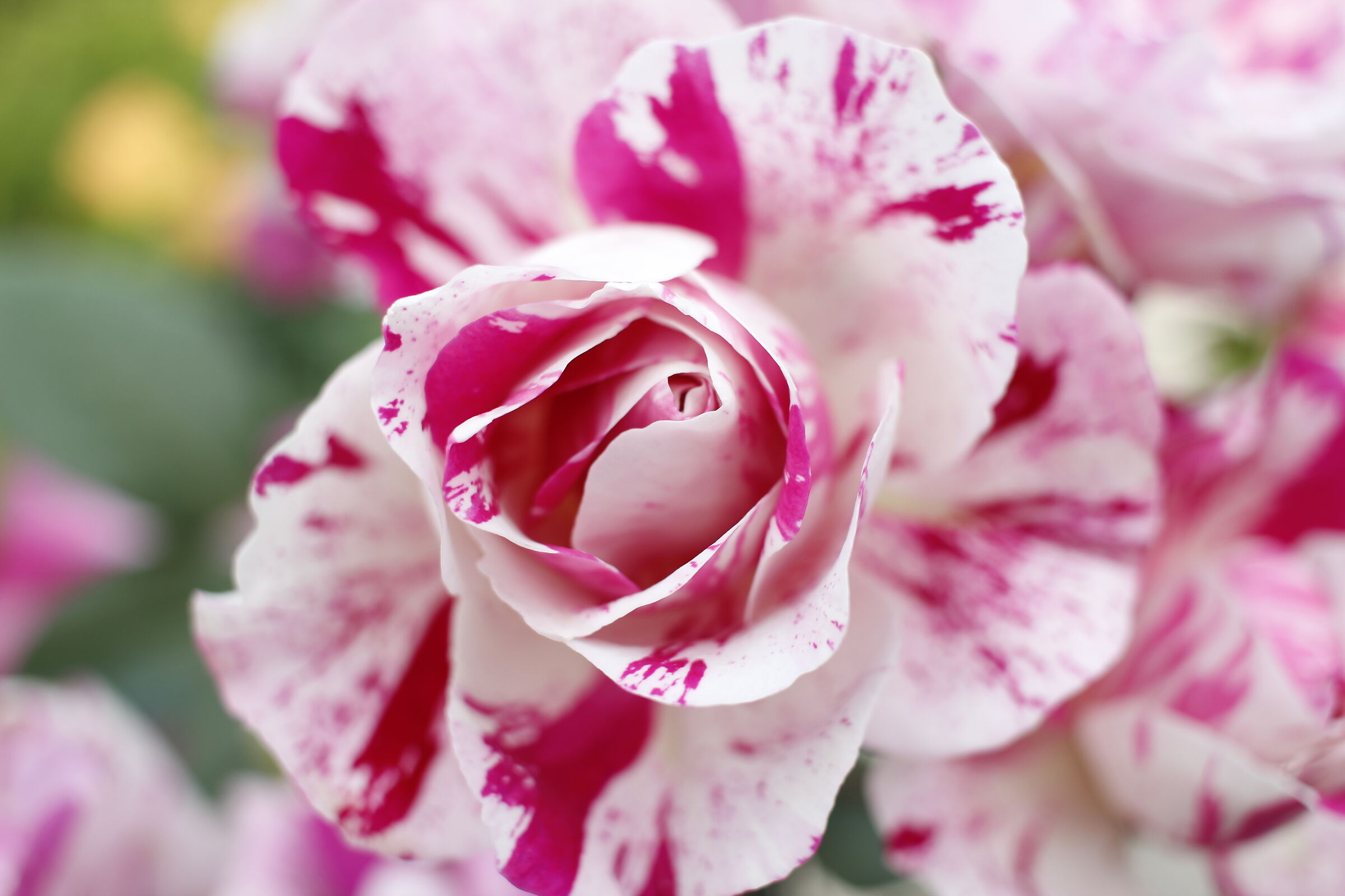 Rosa Variegata di Bologna
