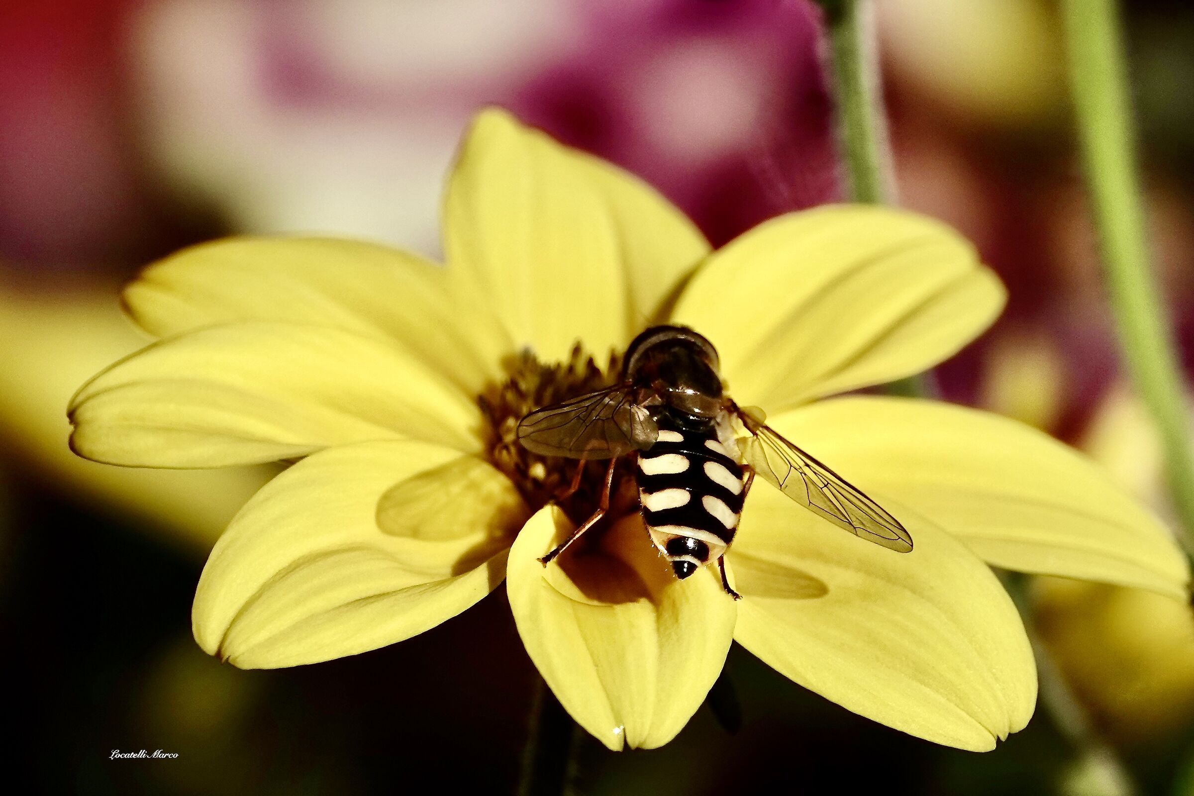 Macro