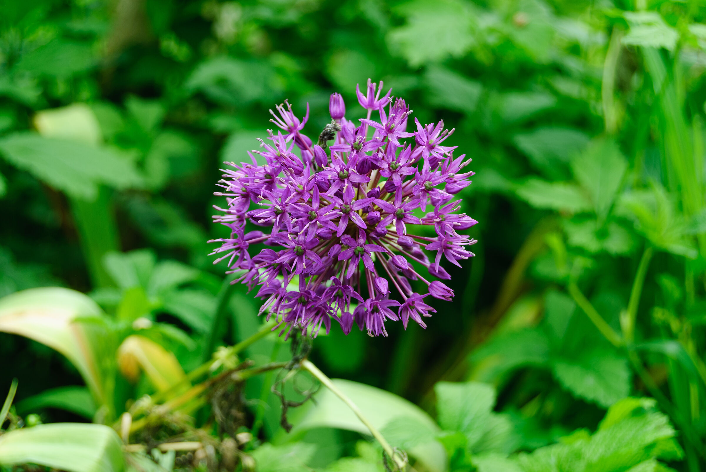 Mythical d40x