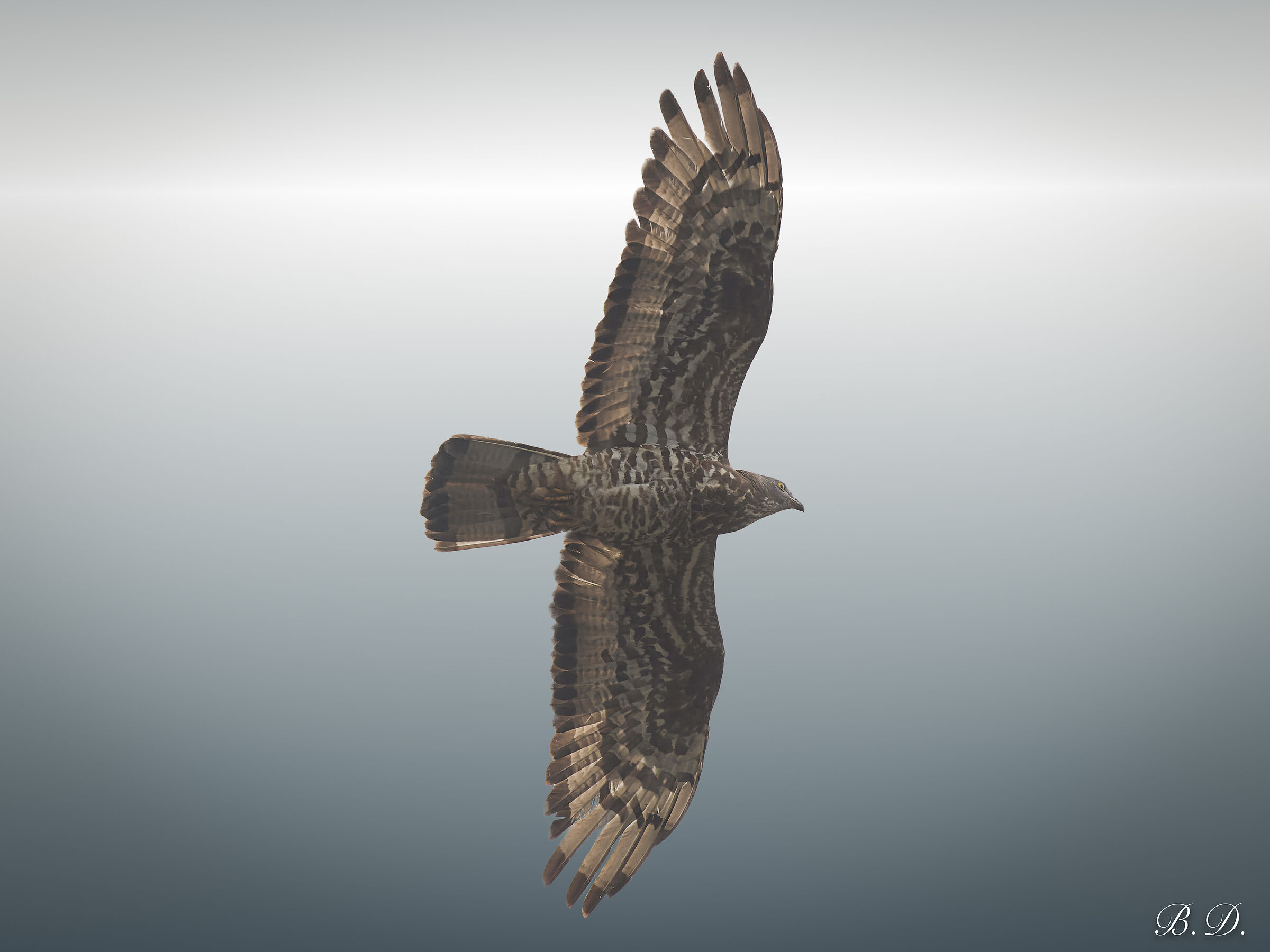 Pernis apivorus (Honey buzzard)
