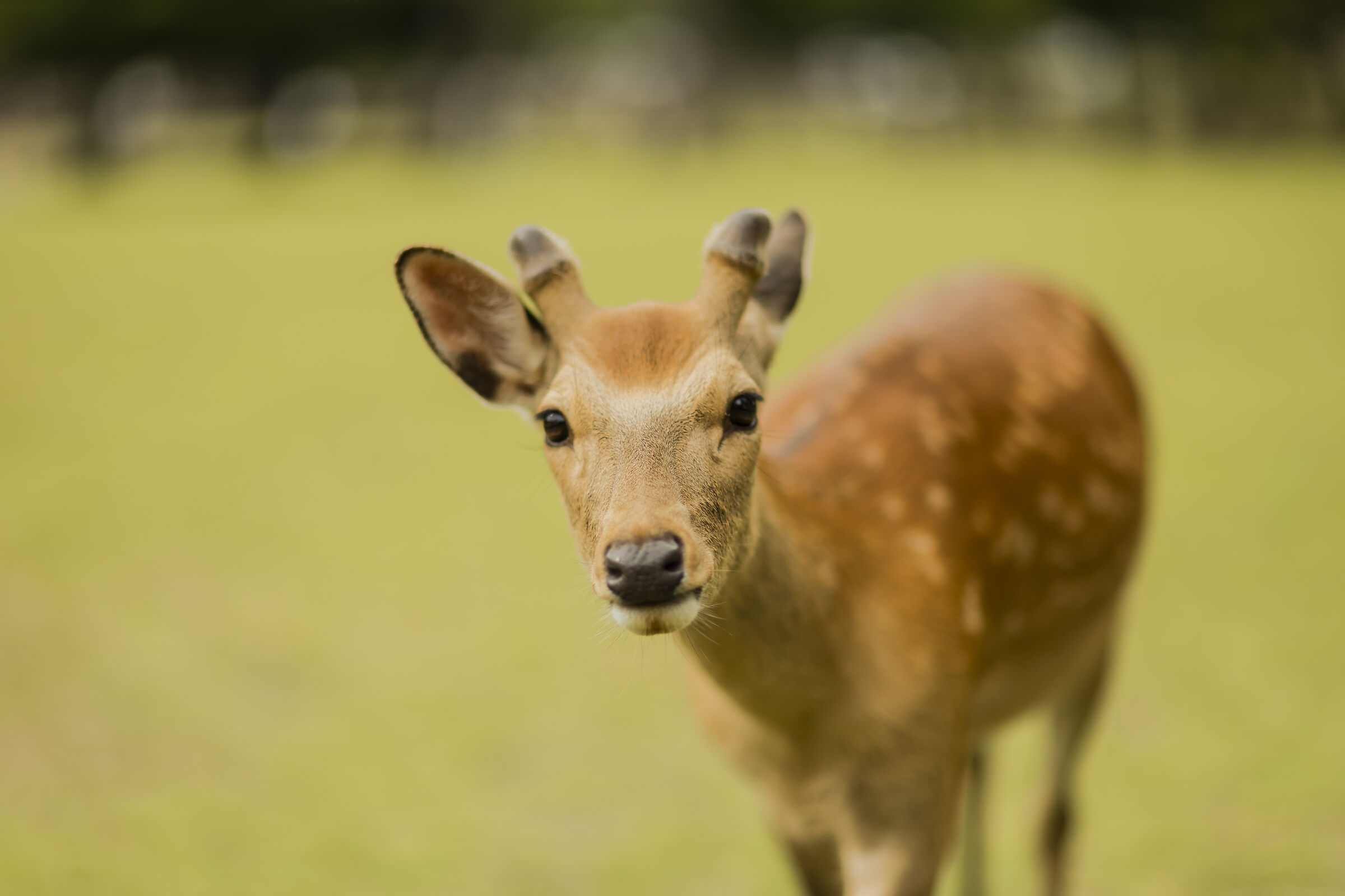 Shika Deer