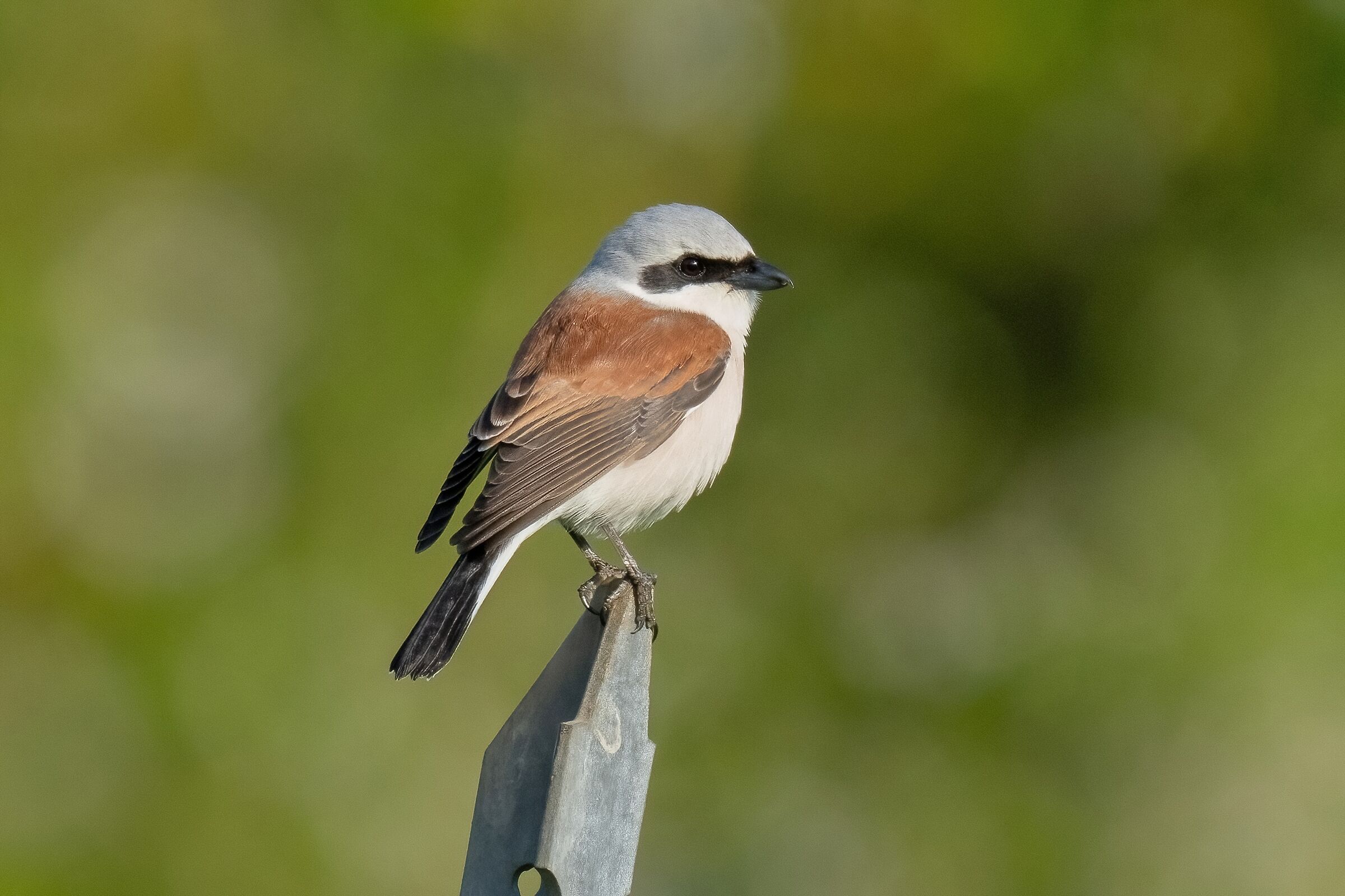 Averla piccola ( Lanius collurio) Maschio