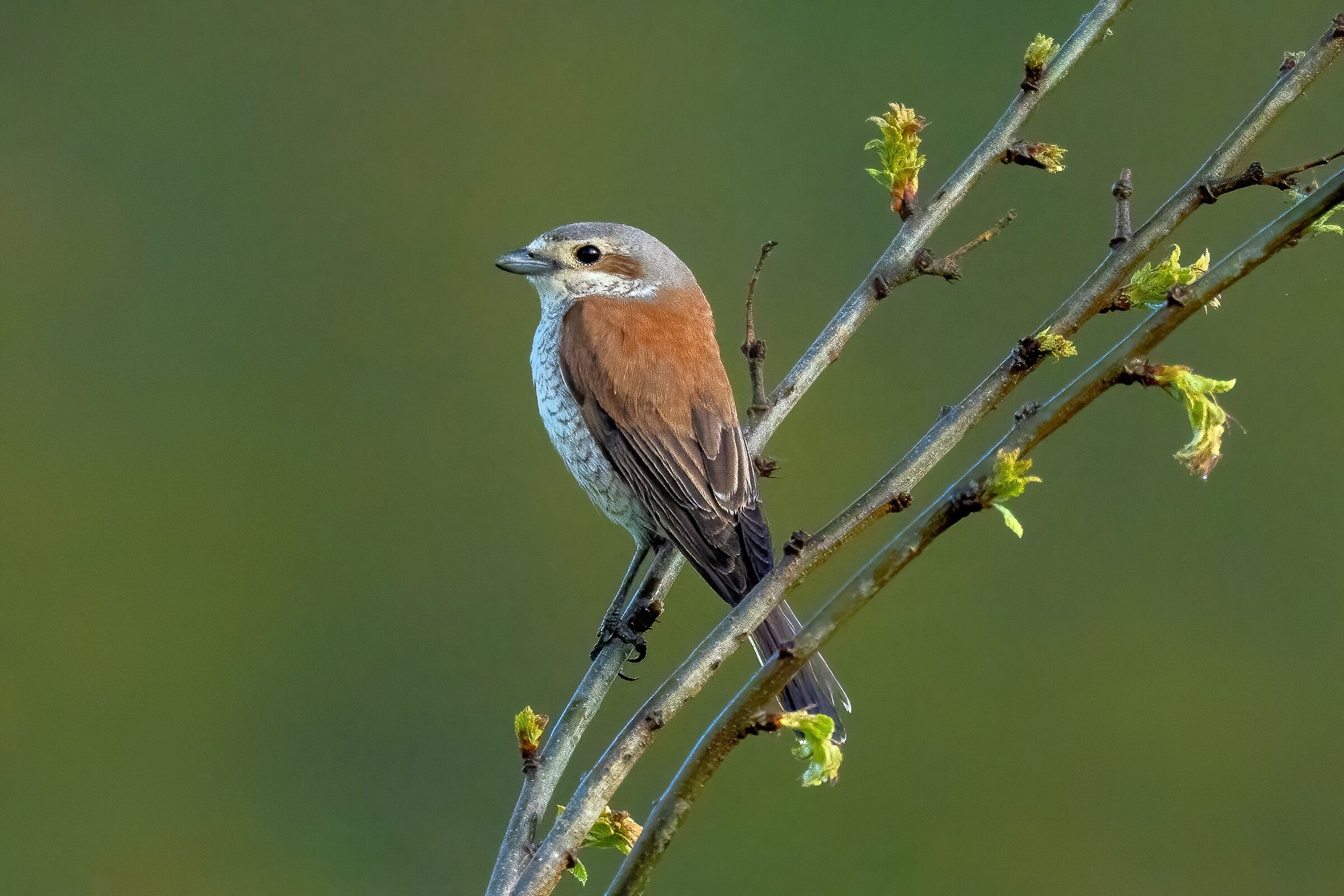 Averla piccola ( Lanius collurio)