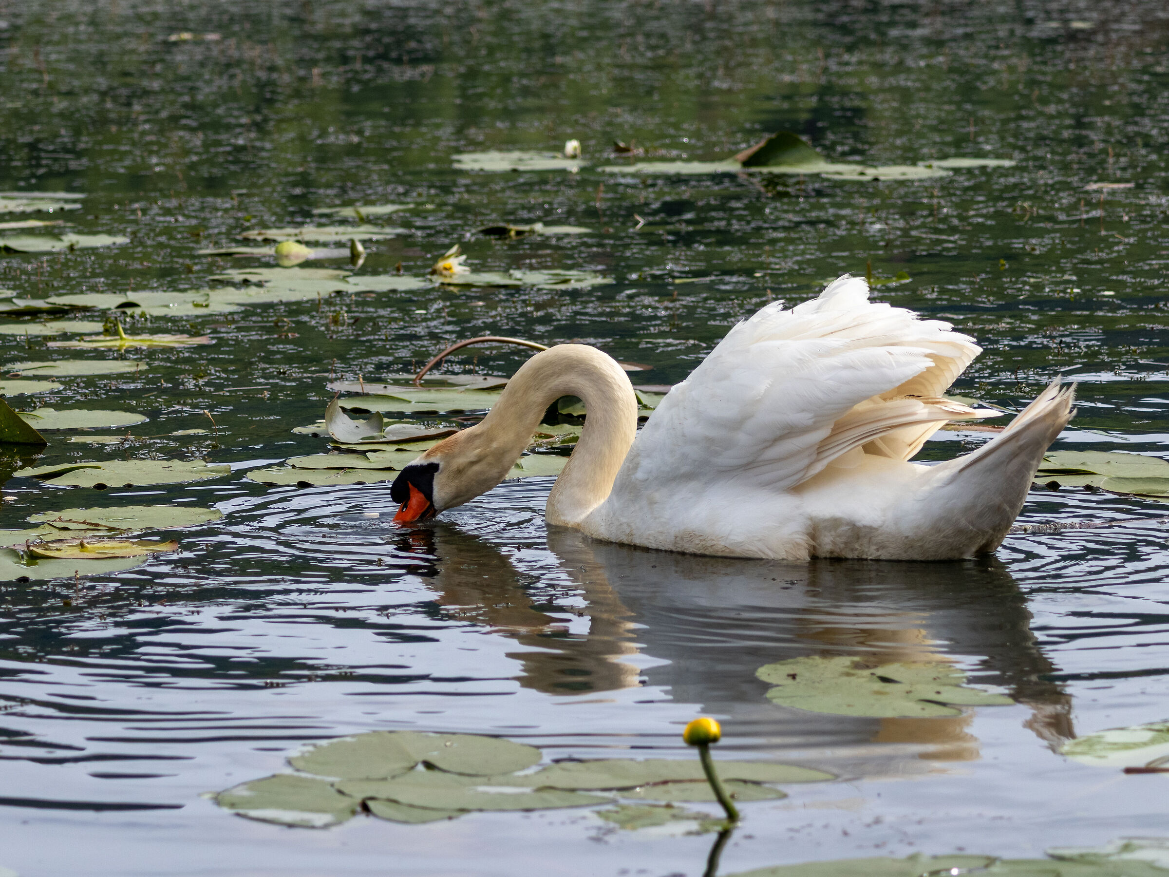 Bellissimo cigno fra le ninfee.