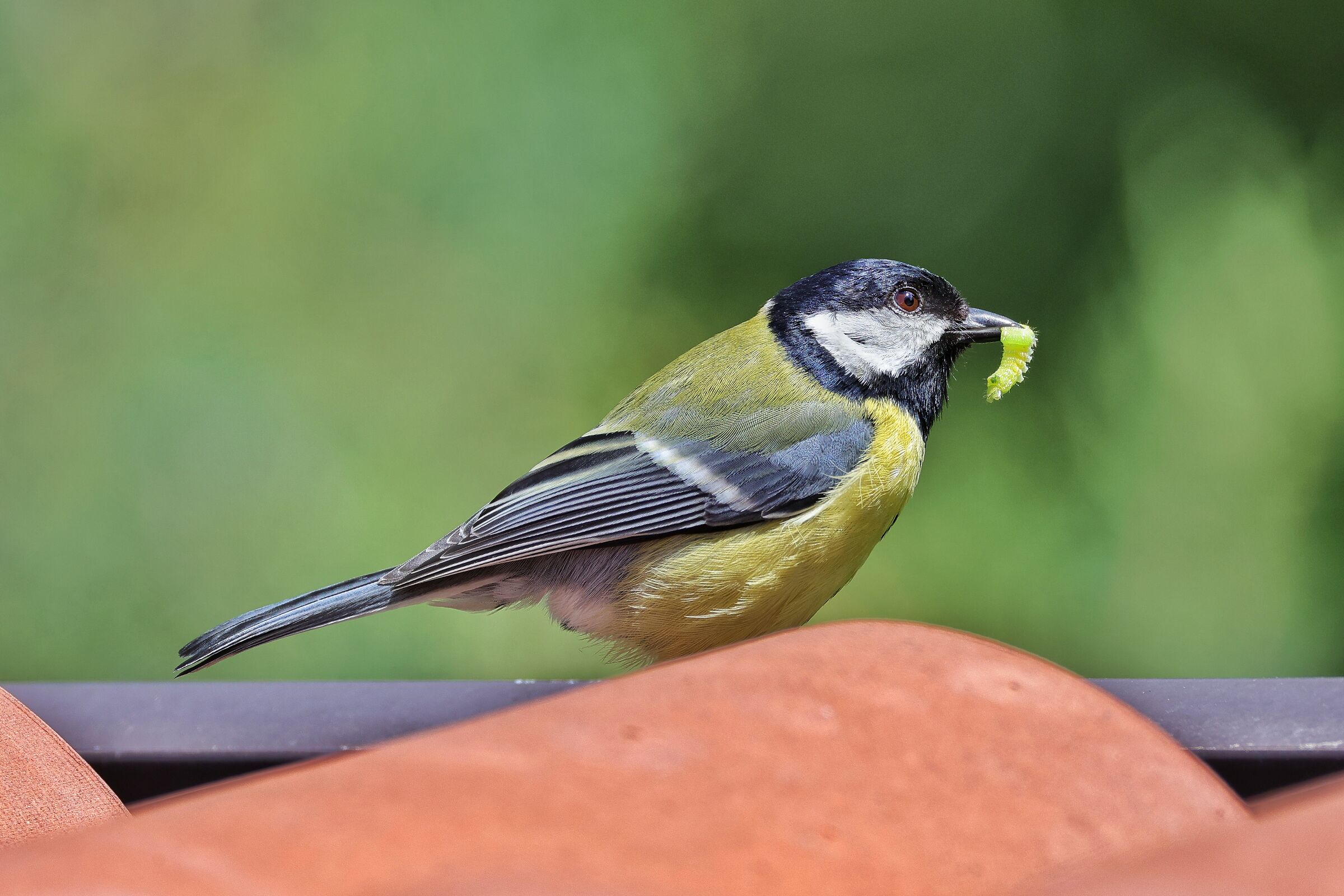 Parus major