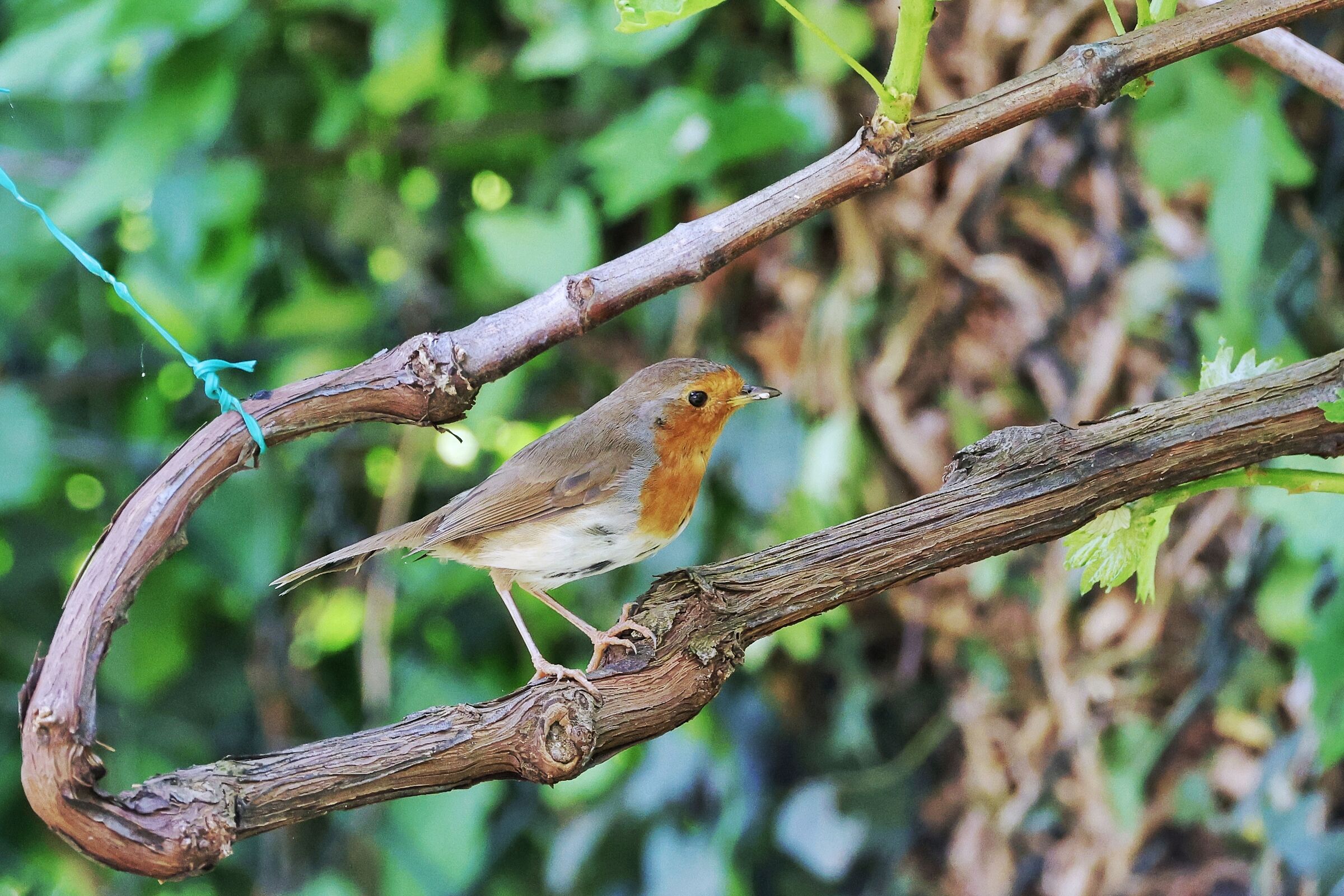 Erithacus rubecula